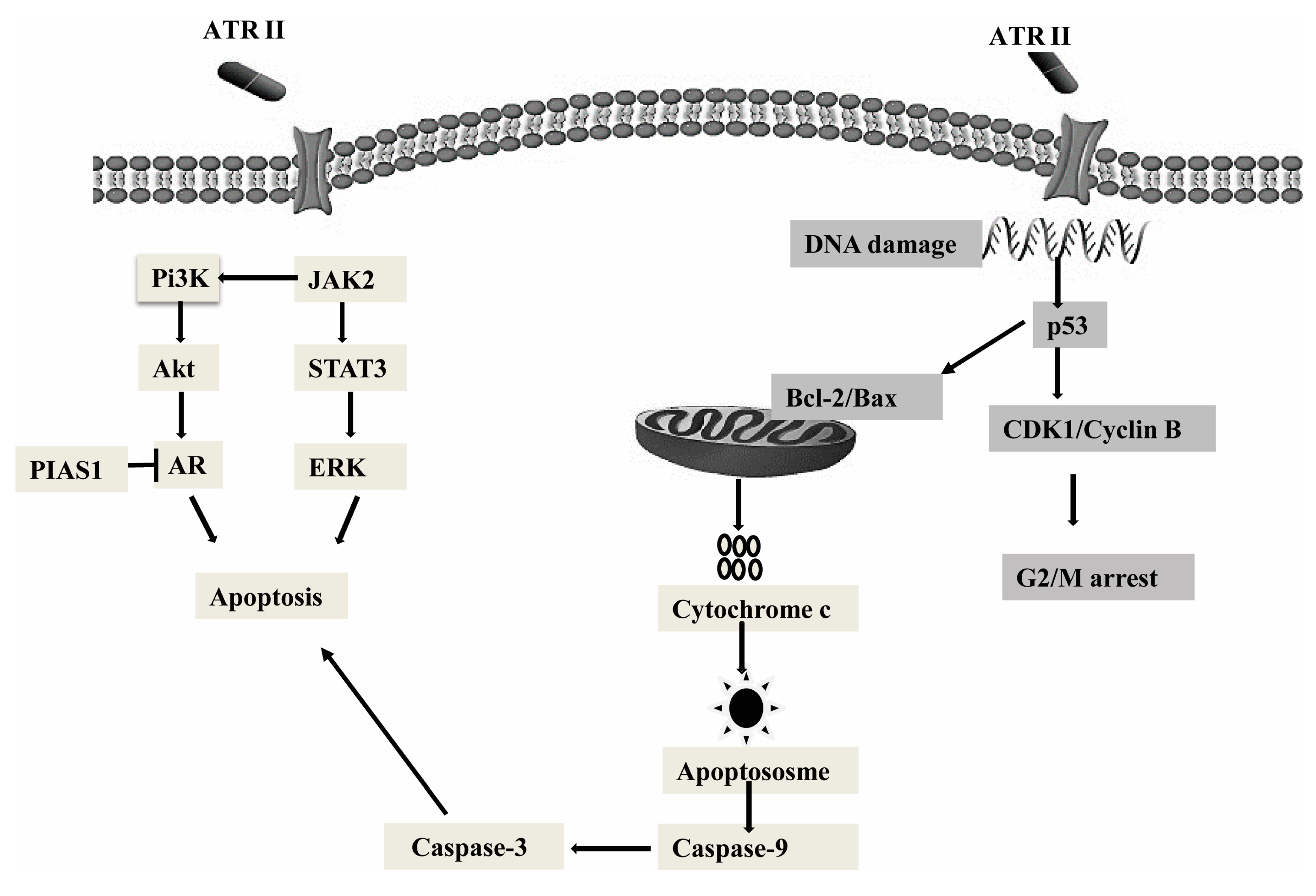Molecules 23 03298 g006