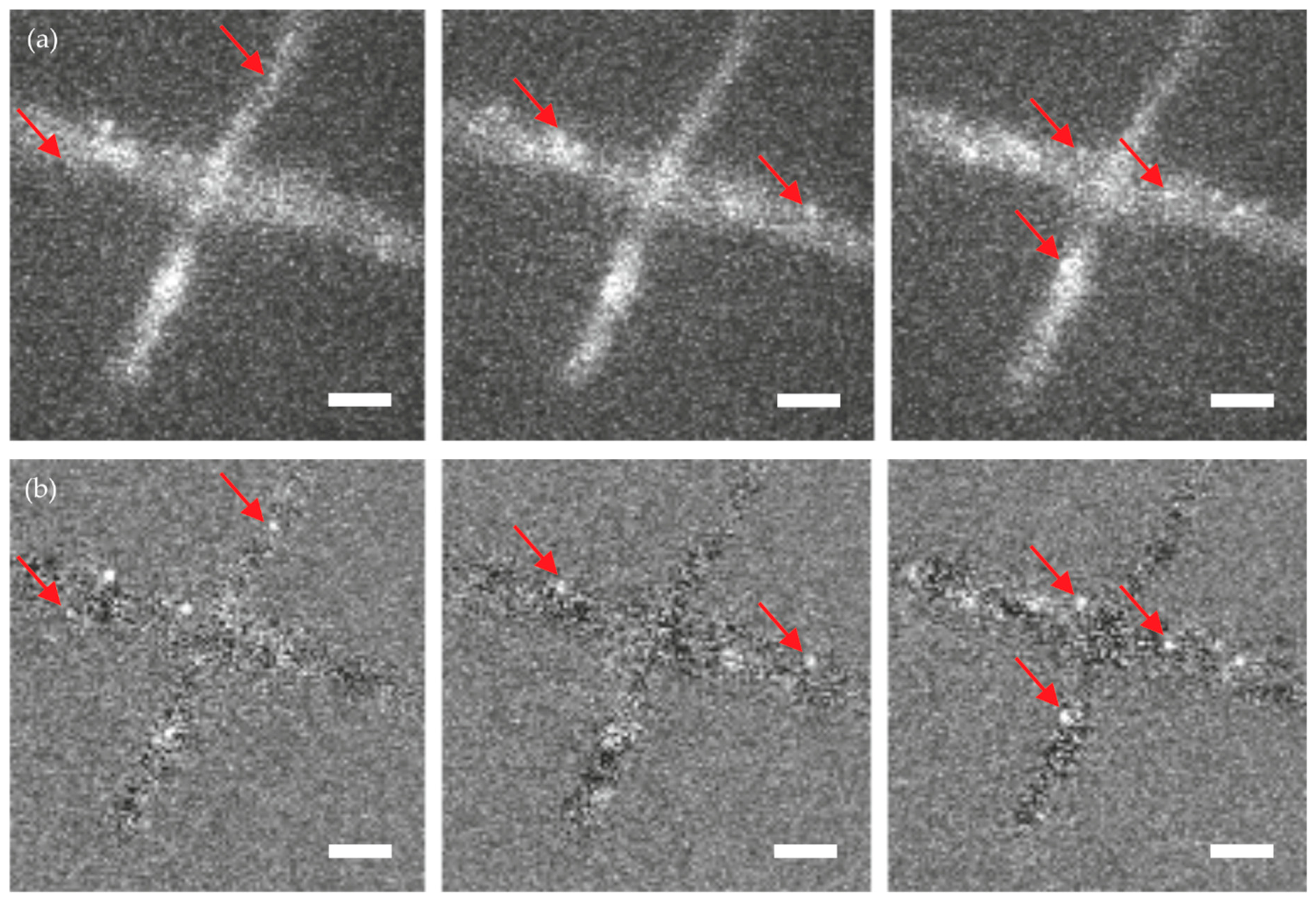 Molecules 23 03338 g004