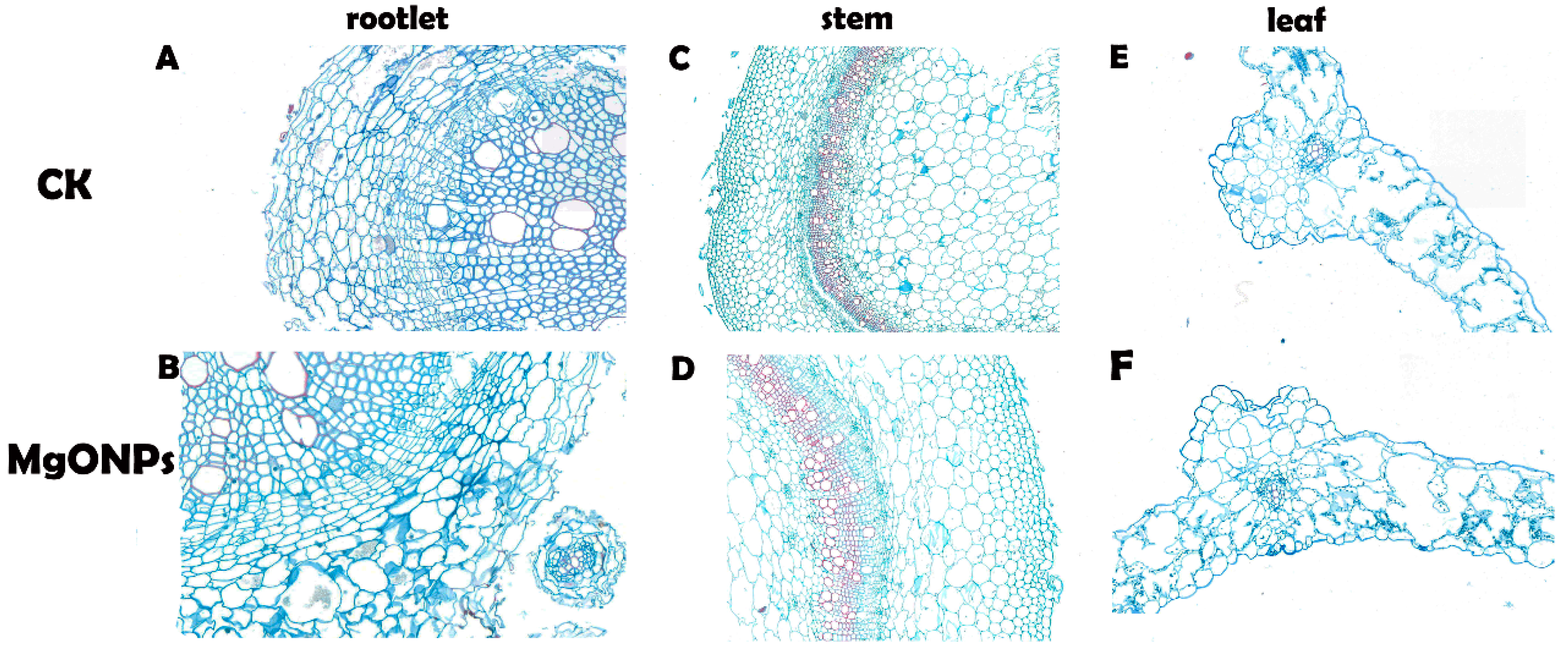 Molecules 23 03375 g004 Molecules 23 03375 g004