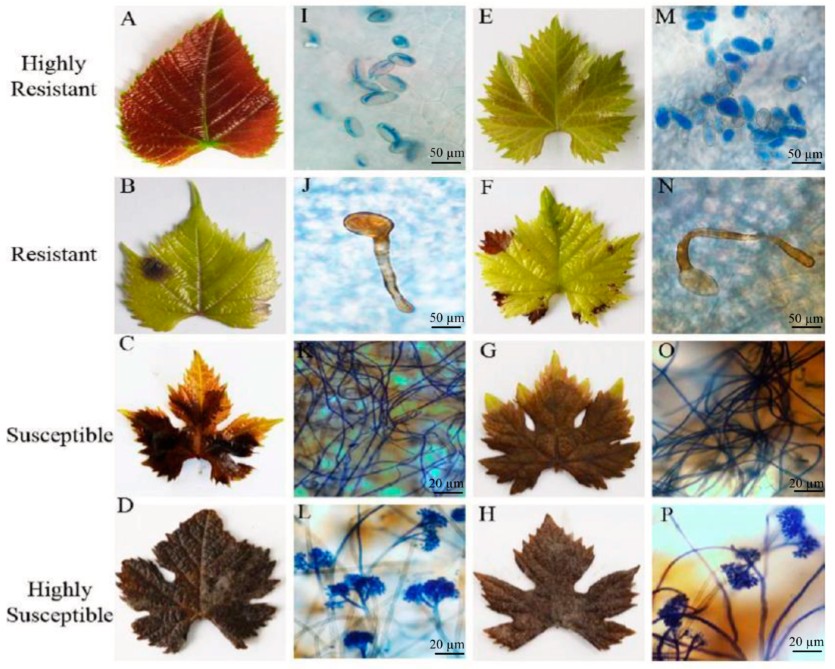 Molecules 24 00005 g002 Molecules 24 00005 g002