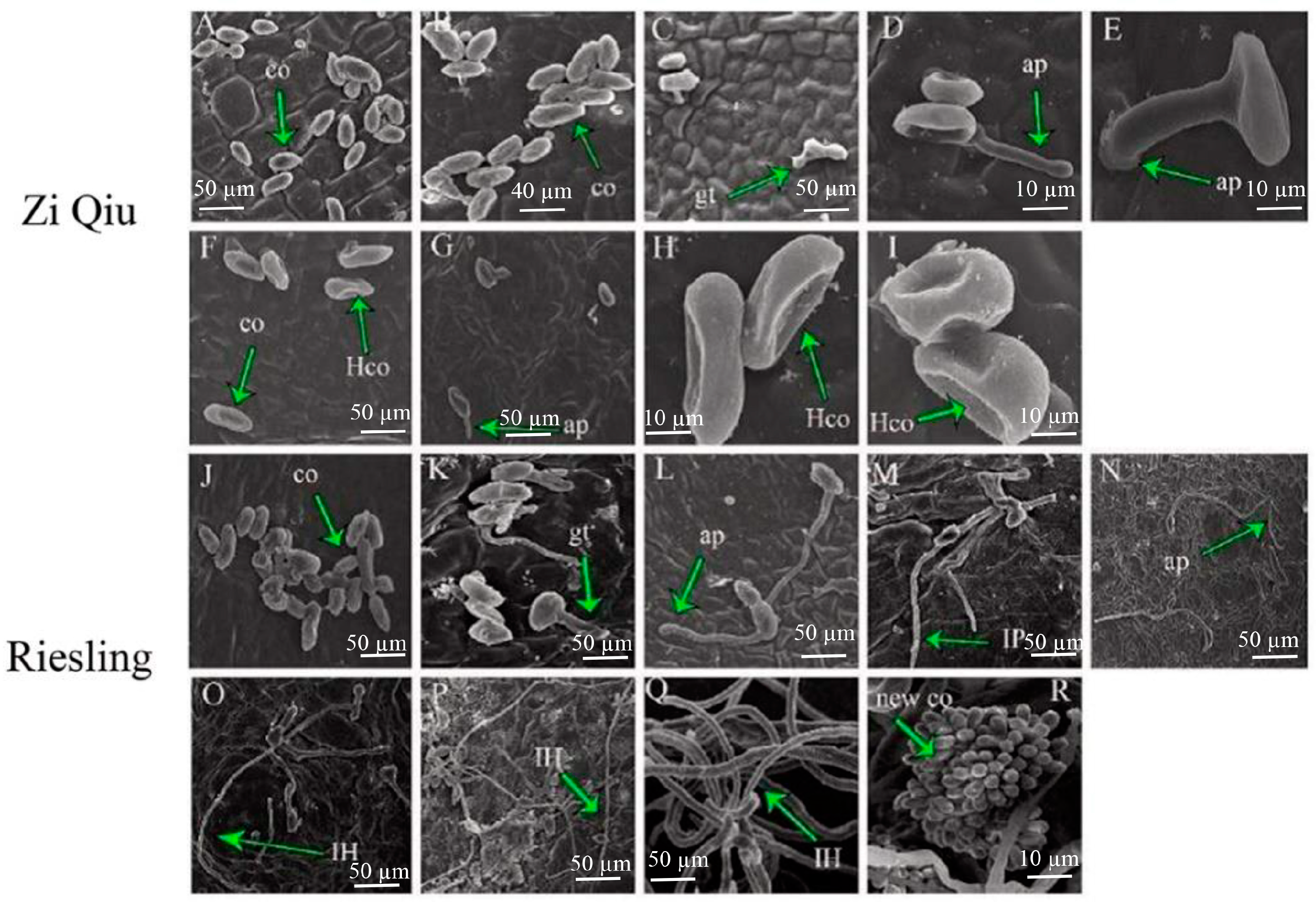 Molecules 24 00005 g003 Molecules 24 00005 g003