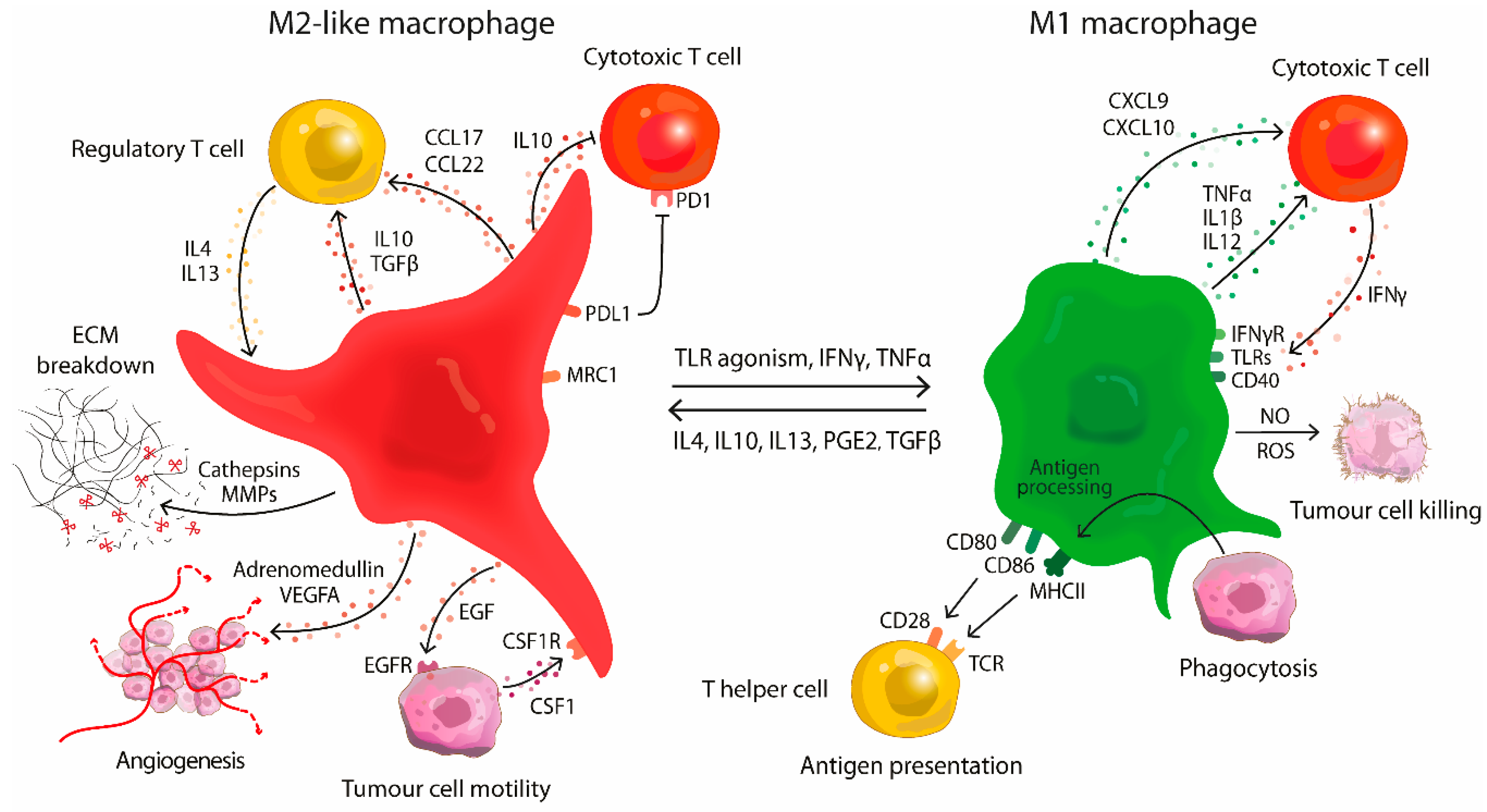 Molecules Free Full Text Molecular Repolarisation Of Tumour Associated Macrophages Html