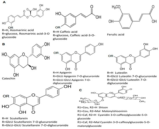 Figure 1. Chemical structures of major hydrophilic compounds identified in P. frutescens: (A) phenolic acids; Rosmarinic Acid, Rosmarinic Acid-3-O-Glucoside, Caffeic Acid, Caffeic Acid-3-O-Glucoside, Ferulic Acid (B) Flavonoids; catechin, apigenin, apigenin 7-O-glucuronide, apigenin 7-O-diglucuronide, luteolin, luteolin 7-O-glucuronide, luteolin 7-O-diglucuronide, breviscapin, breviscapin 7-O-glucuronic acid, breviscapin 7-O-acid diglucuronic, C) Anthocyanins; shikonin, malonylshikonin, anthocyanin 3-O-cafeoylglucoside-5-O-glucoside, anthocyanin 3-O-cafeoylglucoside-5-O-malonylglucoside. Figure 1. Chemical structures of major hydrophilic compounds identified in P. frutescens: (A) phenolic acids; Rosmarinic Acid, Rosmarinic Acid-3-O-Glucoside, Caffeic Acid, Caffeic Acid-3-O-Glucoside, Ferulic Acid (B) Flavonoids; catechin, apigenin, apigenin 7-O-glucuronide, apigenin 7-O-diglucuronide, luteolin, luteolin 7-O-glucuronide, luteolin 7-O-diglucuronide, breviscapin, breviscapin 7-O-glucuronic acid, breviscapin 7-O-acid diglucuronic, C) Anthocyanins; shikonin, malonylshikonin, anthocyanin 3-O-cafeoylglucoside-5-O-glucoside, anthocyanin 3-O-cafeoylglucoside-5-O-malonylglucoside.