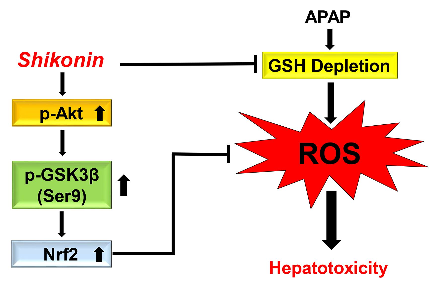 Molecules | Free Full-Text | Shikonin Attenuates Acetaminophen 