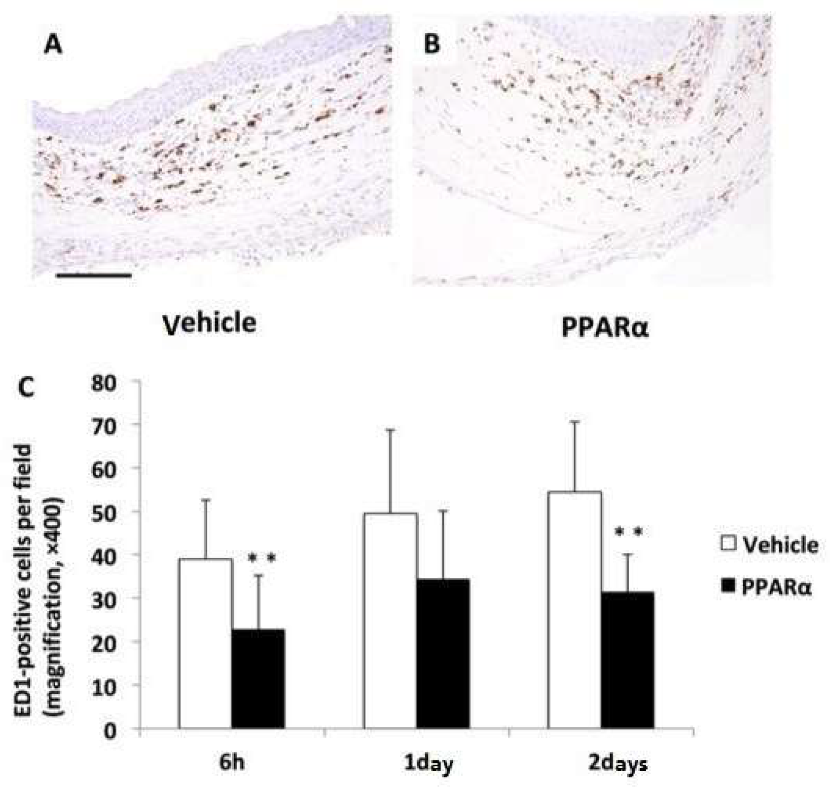 Molecules 24 00114 g005