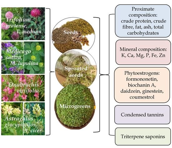 Molecules Free Full Text Small Seeded Legumes As A Novel Food Source Variation Of Nutritional Mineral And Phytochemical Profiles In The Chain Raw Seeds Sprouted Seeds Microgreens Html Molecules Free Full Text Small Seeded Legumes As A Novel Food Source Variation Of Nutritional Mineral And Phytochemical Profiles In The Chain Raw Seeds Sprouted Seeds Microgreens Html