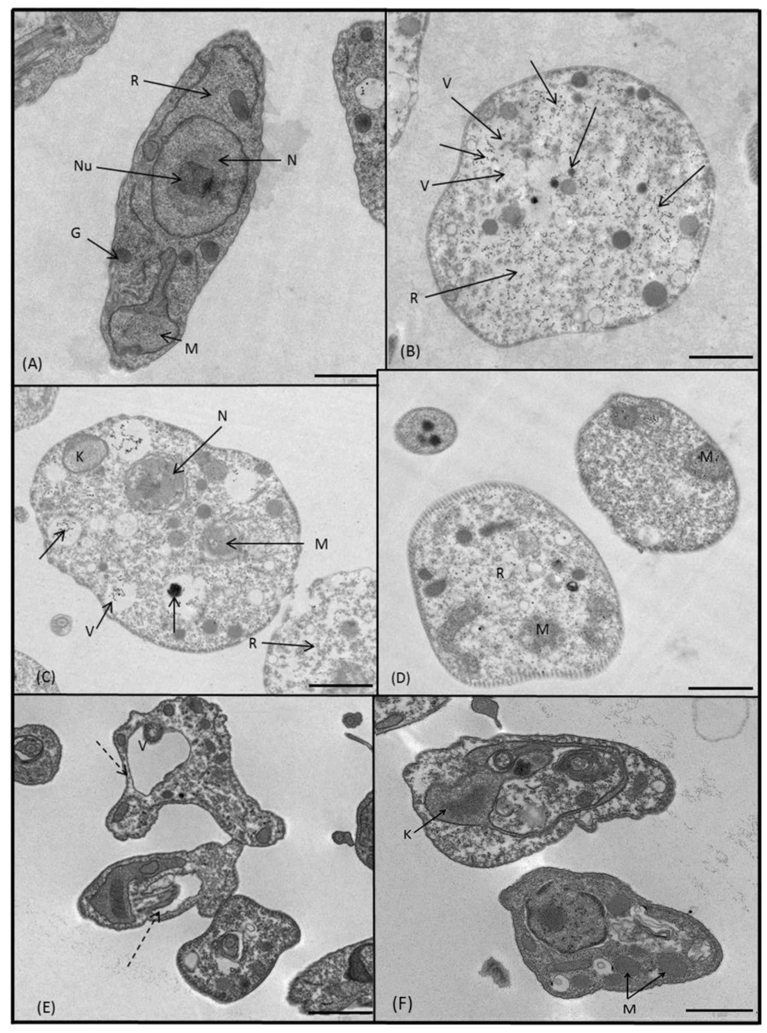 Molecules 24 00134 g007