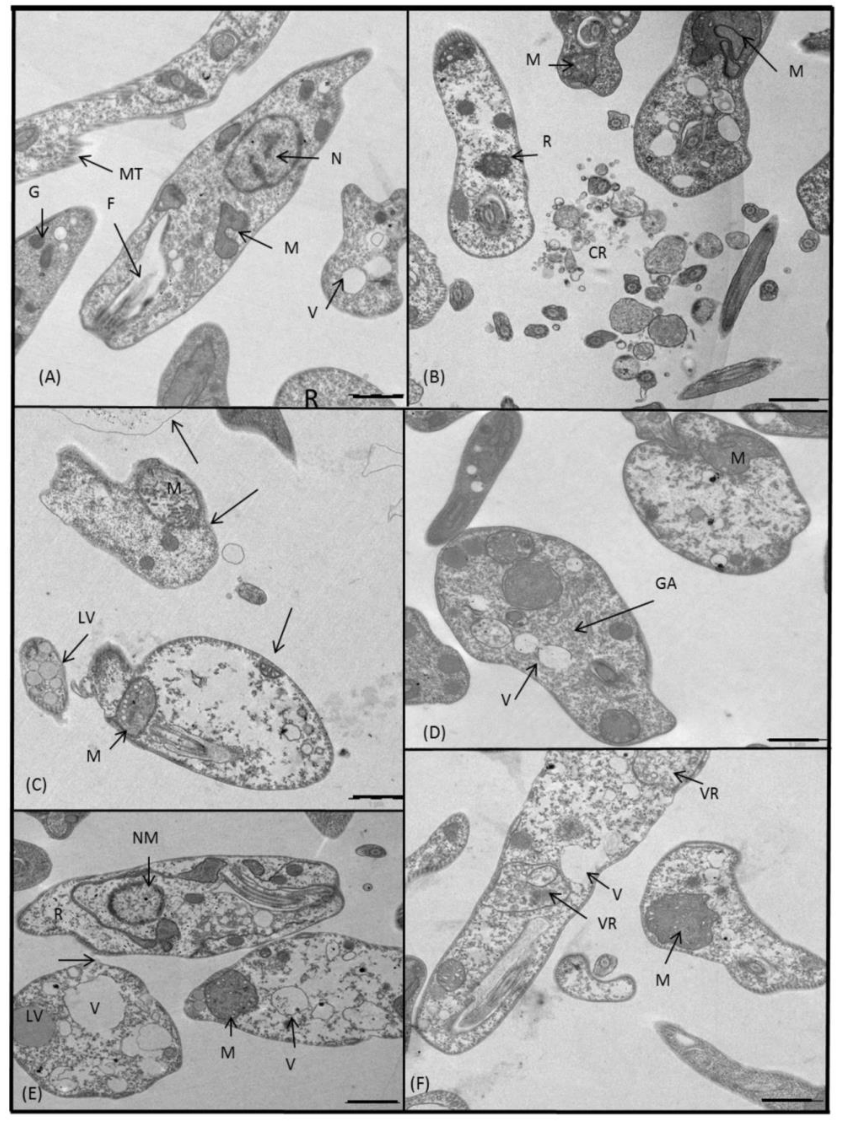 Molecules 24 00134 g008