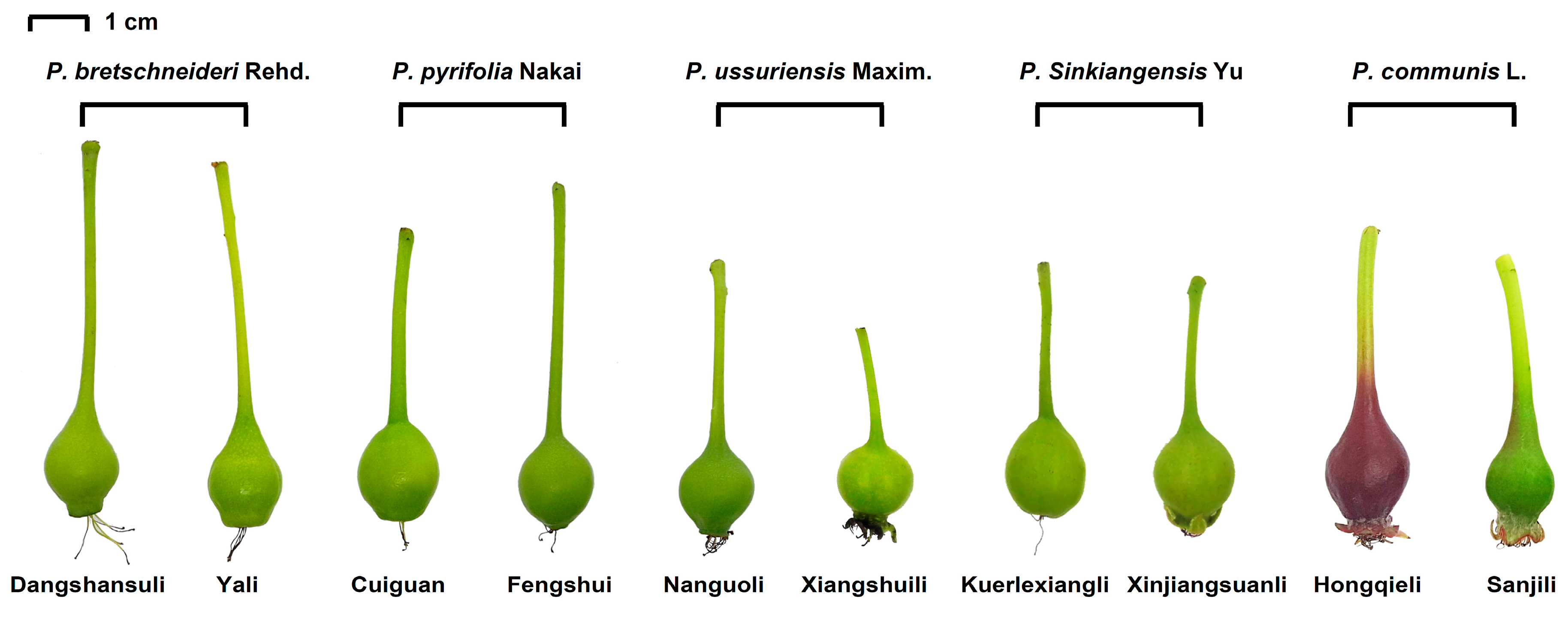 Molecules 24 00159 g004