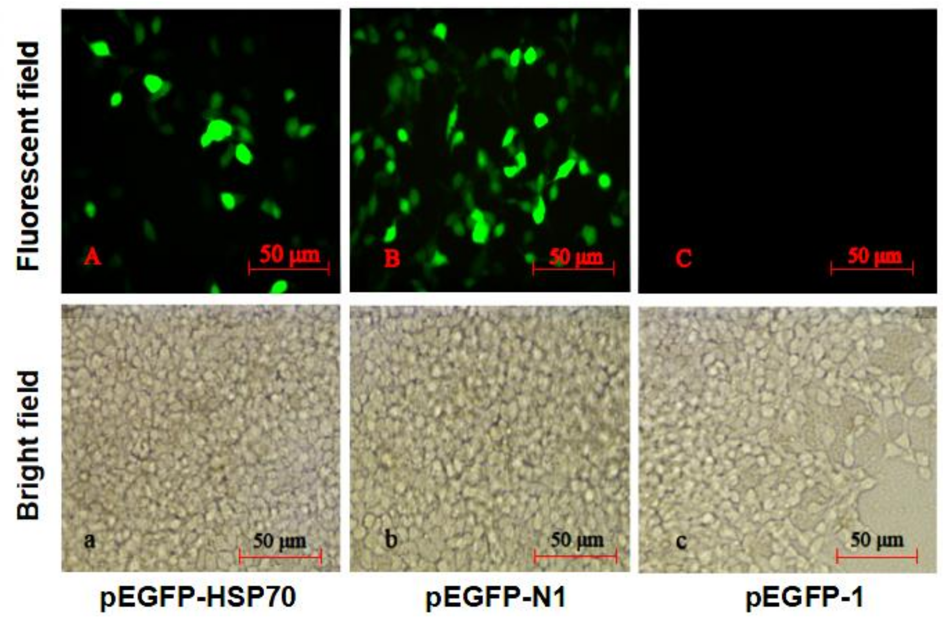 Molecules 24 00162 g005 Molecules 24 00162 g005