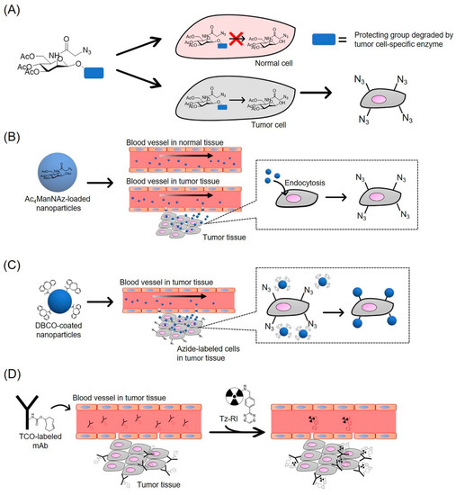 Click Chemistry as a Tool for Cell Engineering and Drug Delivery
