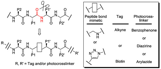 What is the purpose of the peptide bond that is shown in the diagram?