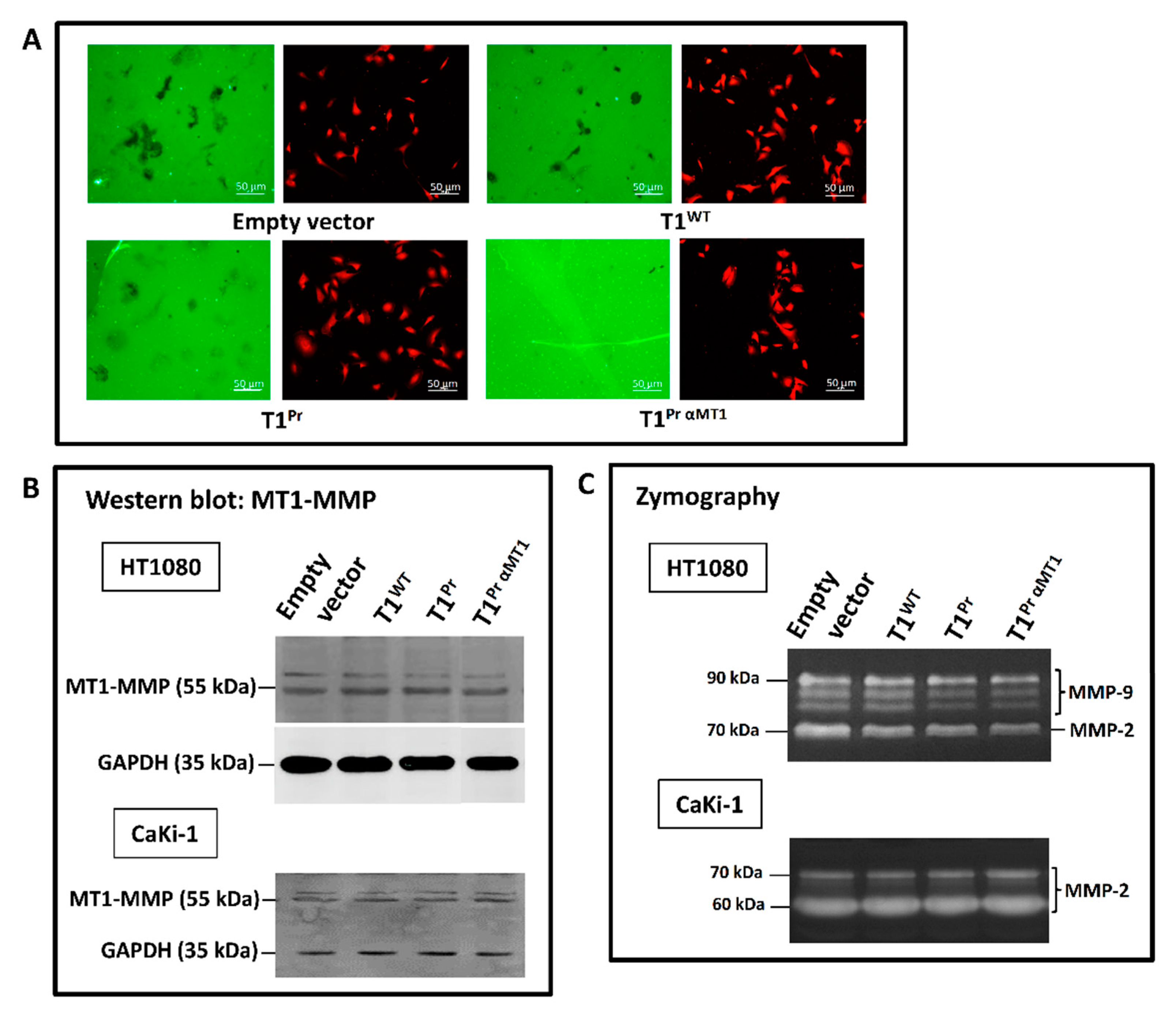 Molecules 24 00255 g004
