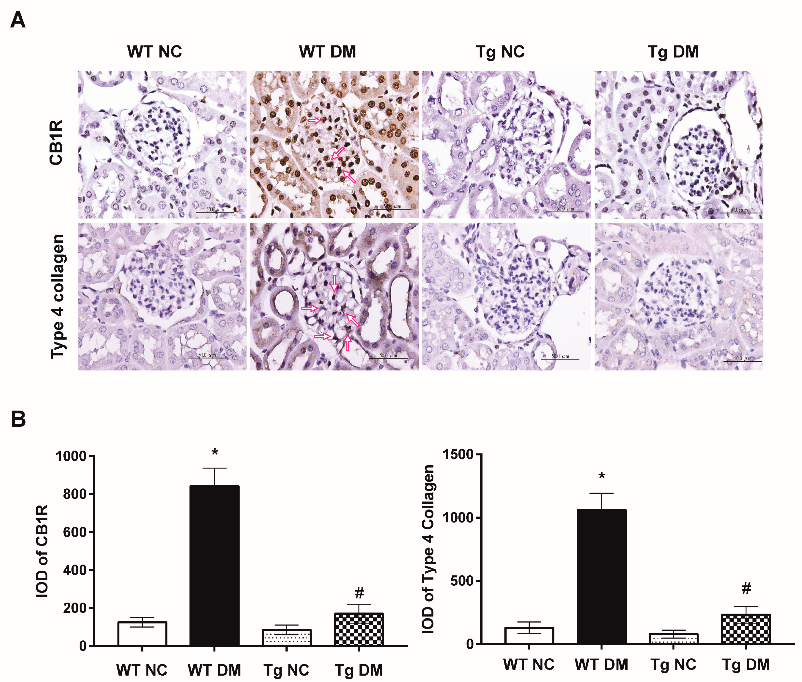 Molecules 24 00264 g004