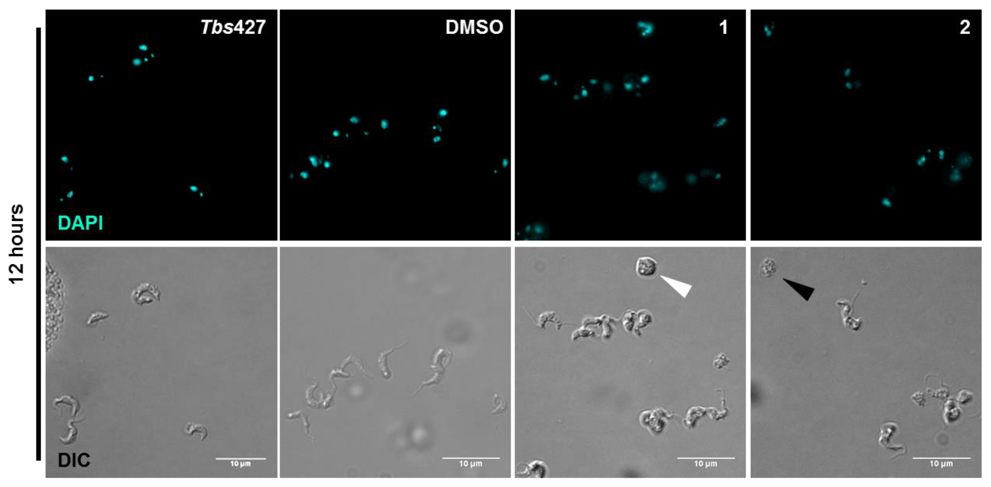 Molecules 24 00268 g004 Molecules 24 00268 g004
