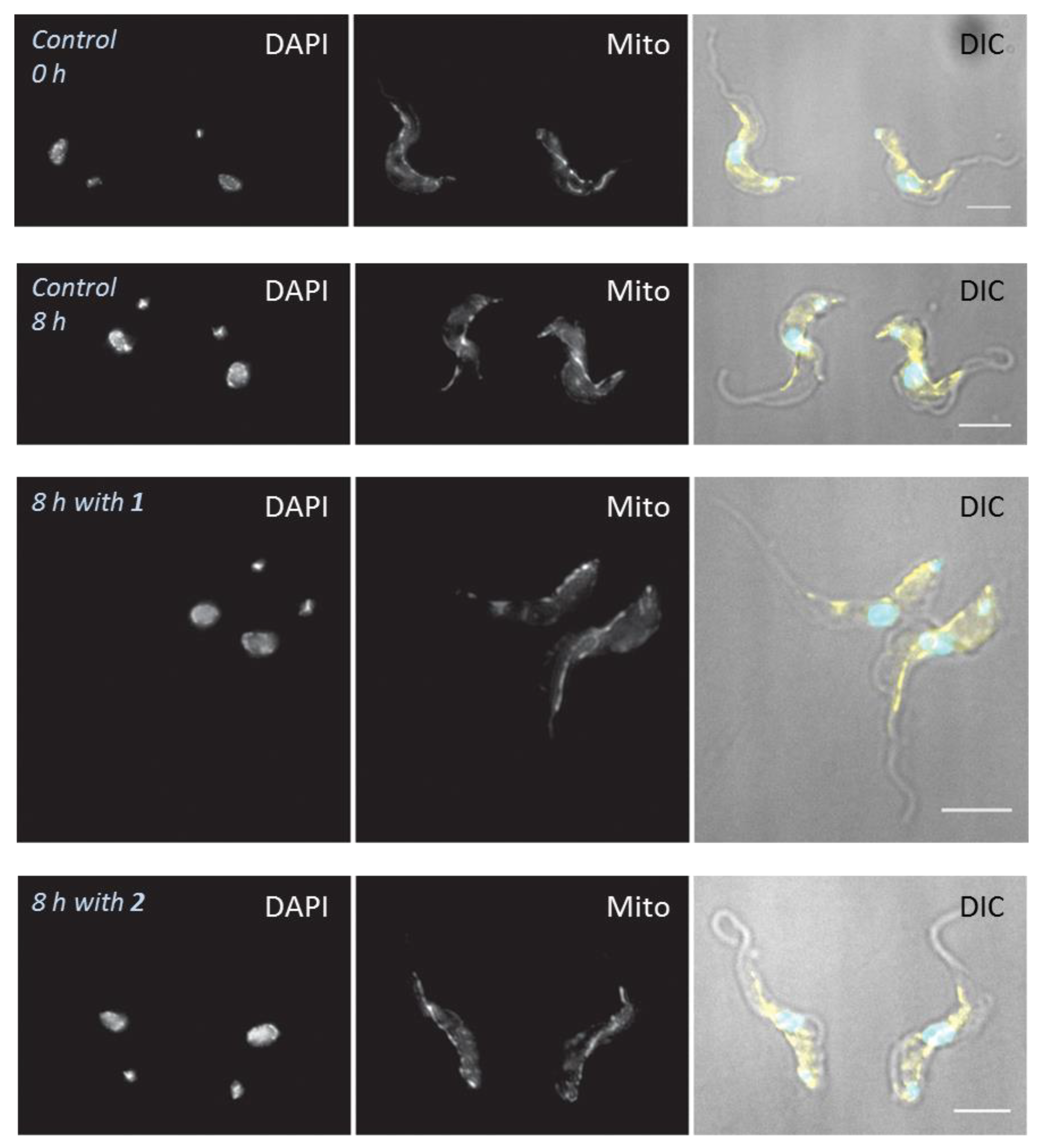 Molecules 24 00268 g006 Molecules 24 00268 g006