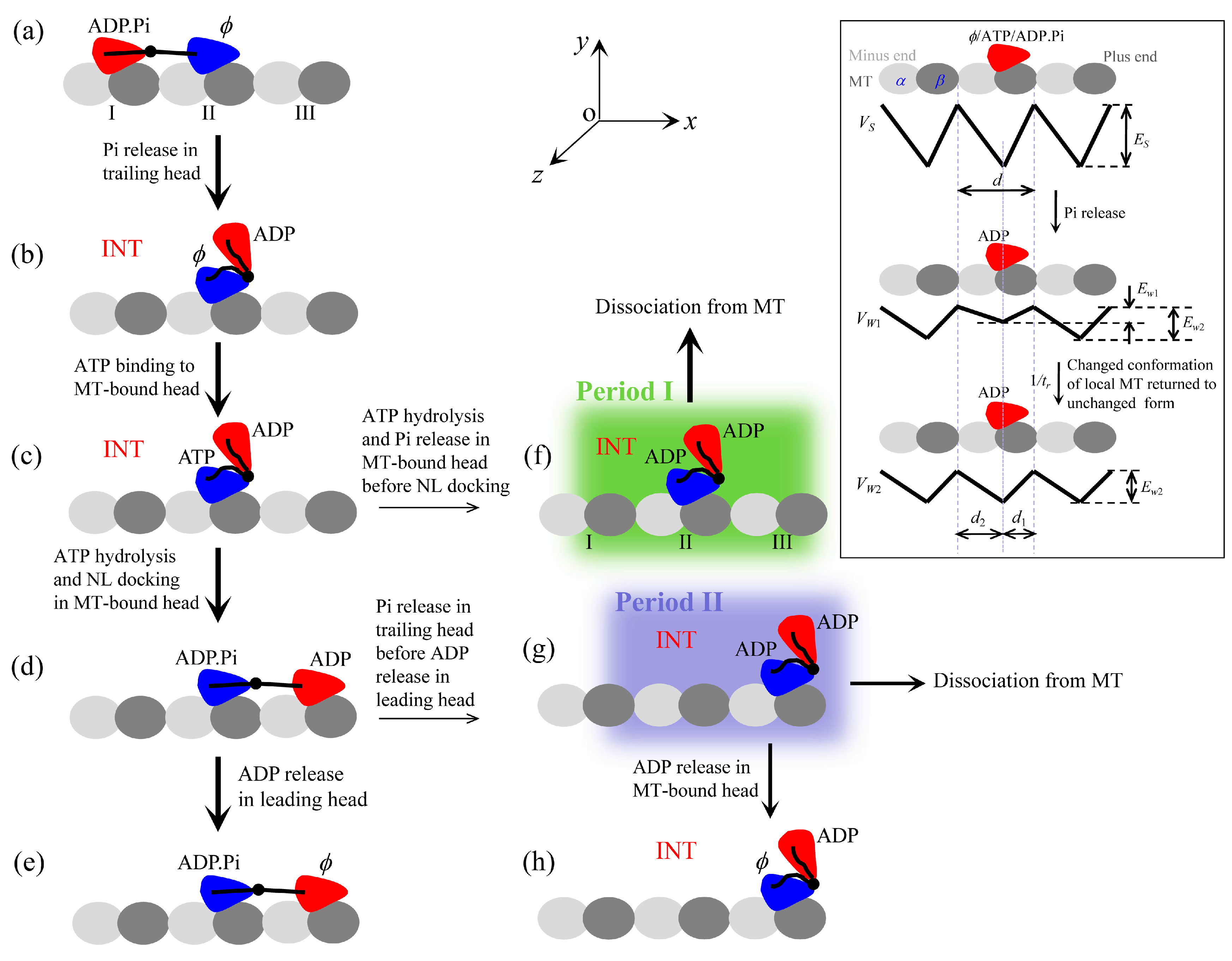 Molecules Free Full Text Force Dependence Of Velocity And Run Length Of Kinesin 1 Kinesin 2 And Kinesin 5 Family Molecular Motors Html Molecules Free Full Text Force Dependence Of Velocity And Run Length Of Kinesin 1 Kinesin 2 And Kinesin 5 Family Molecular Motors Html