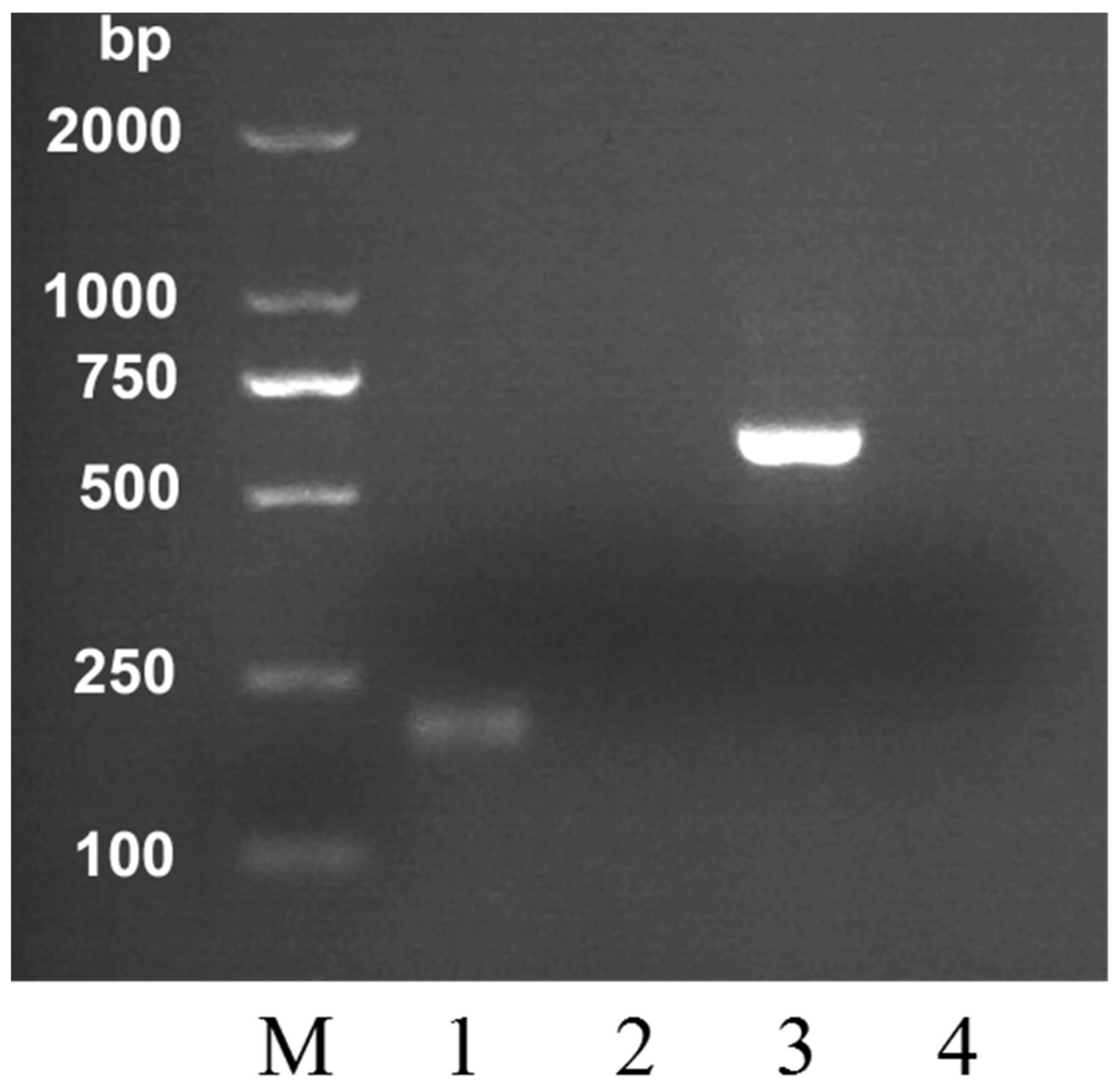 Molecules 24 00289 g001 550