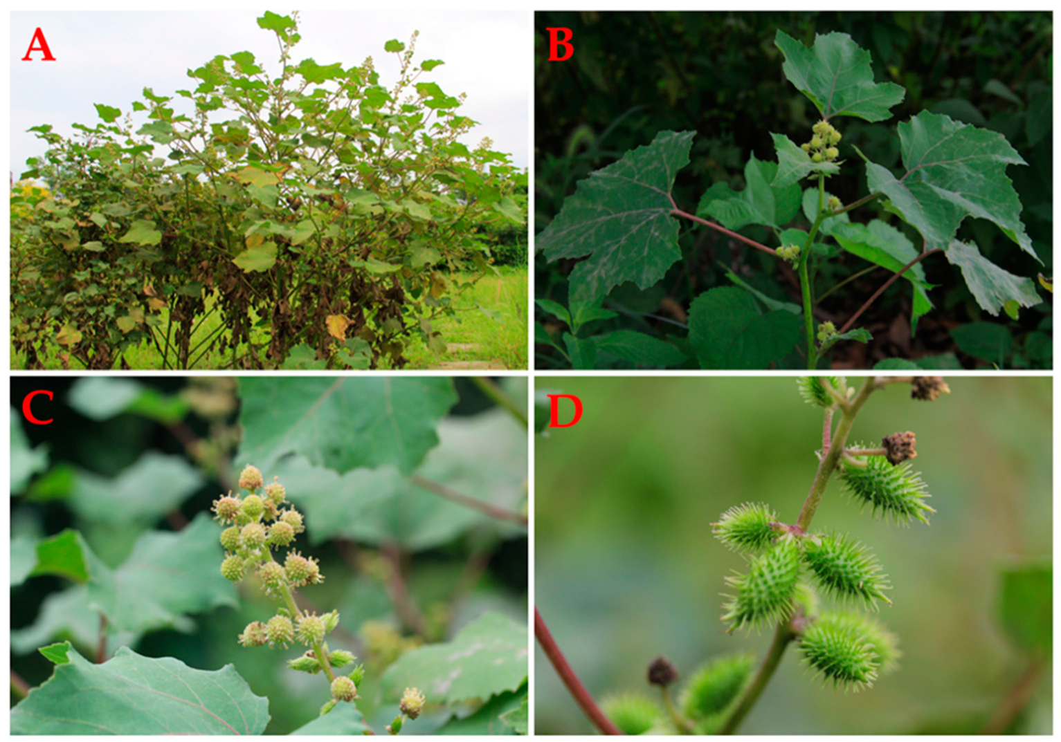 Want to know the Benefits and Effects of Fried Xanthium Sibiricum? This simple guide explains everything clearly.