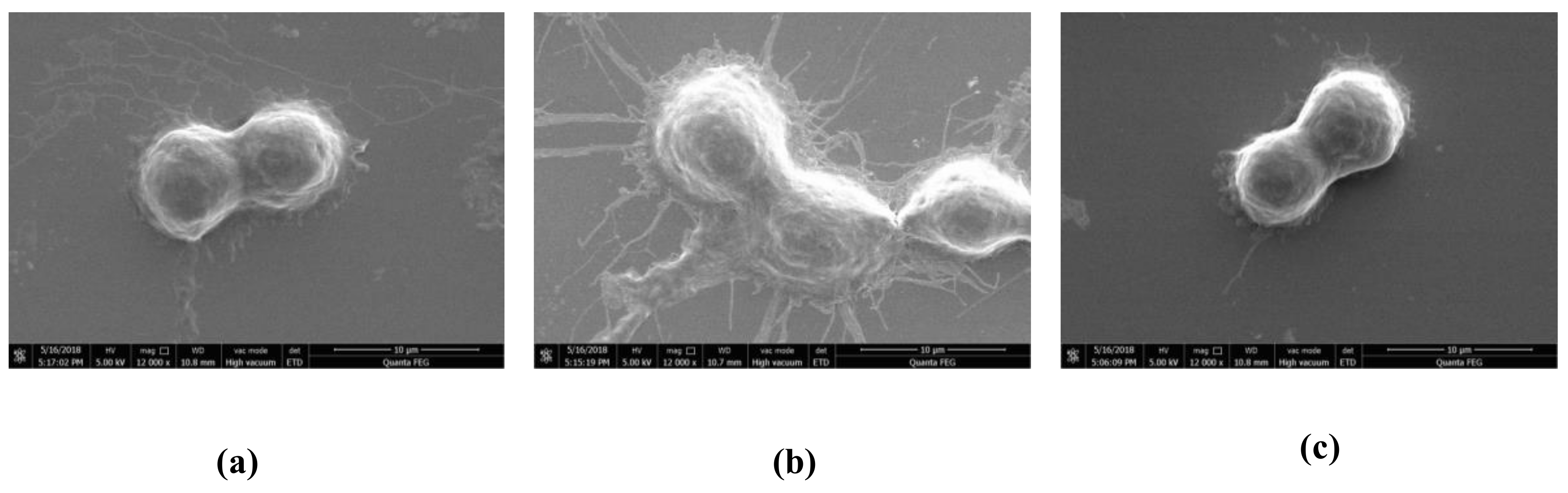 Molecules 24 00386 g003 Molecules 24 00386 g003