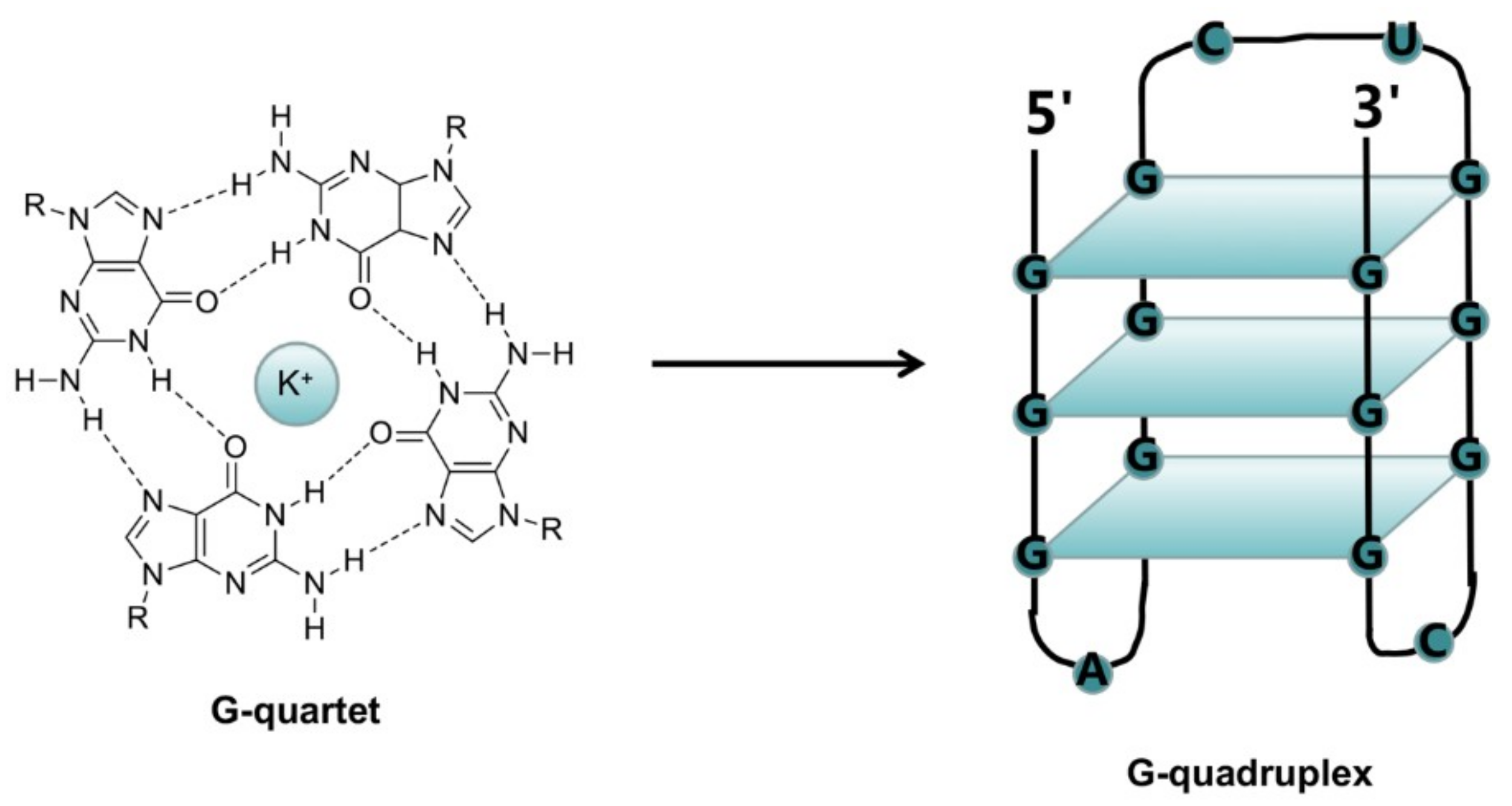 Molecules | Free Full-Text | Developing Novel G-Quadruplex Ligands 
