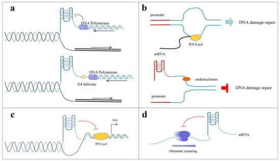 Developing Novel G-Quadruplex Ligands: From Interaction with Developing Novel G-Quadruplex Ligands: From Interaction with