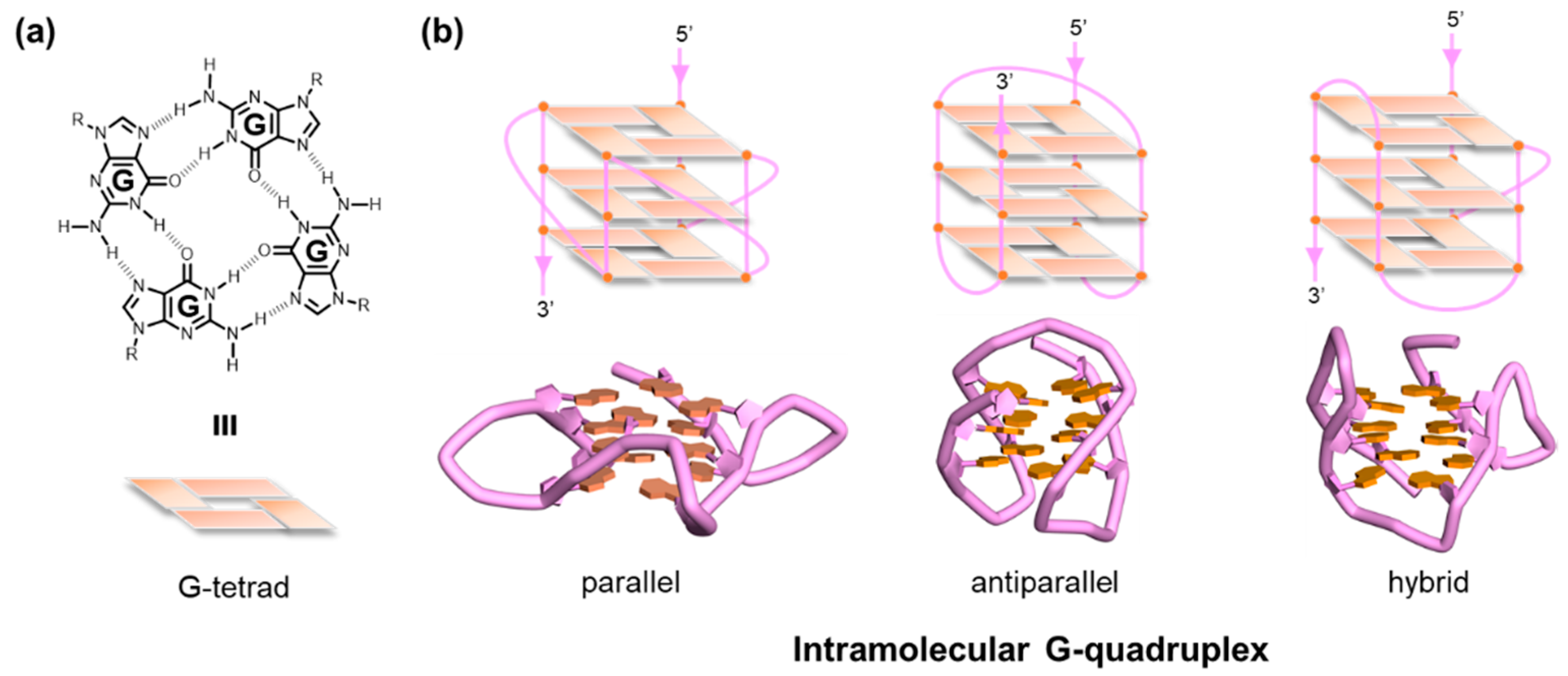 Molecules Free Full Text Recent Progress Of Targeted G Quadruplex Preferred Ligands Toward Cancer Therapy Html