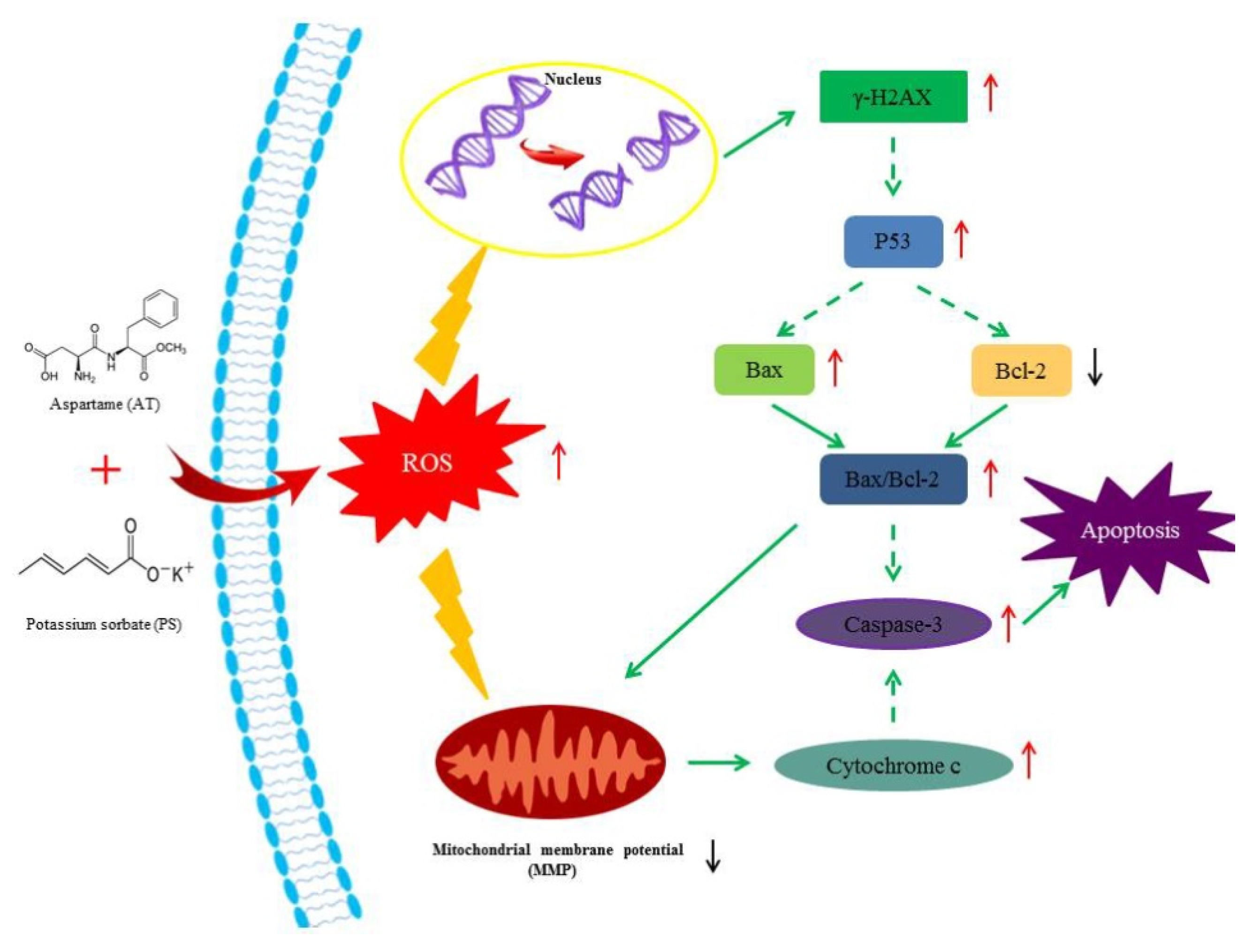 Molecules 24 00457 g007 Molecules 24 00457 g007