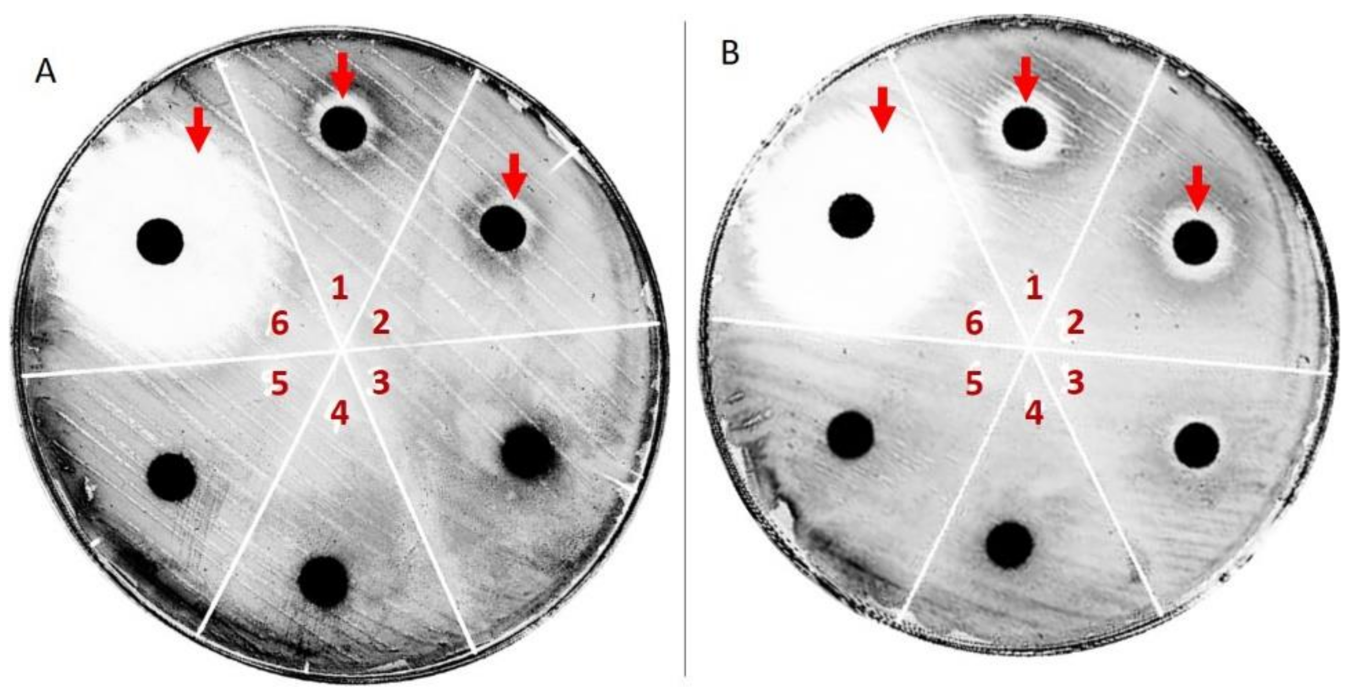 Molecules 24 00473 g004