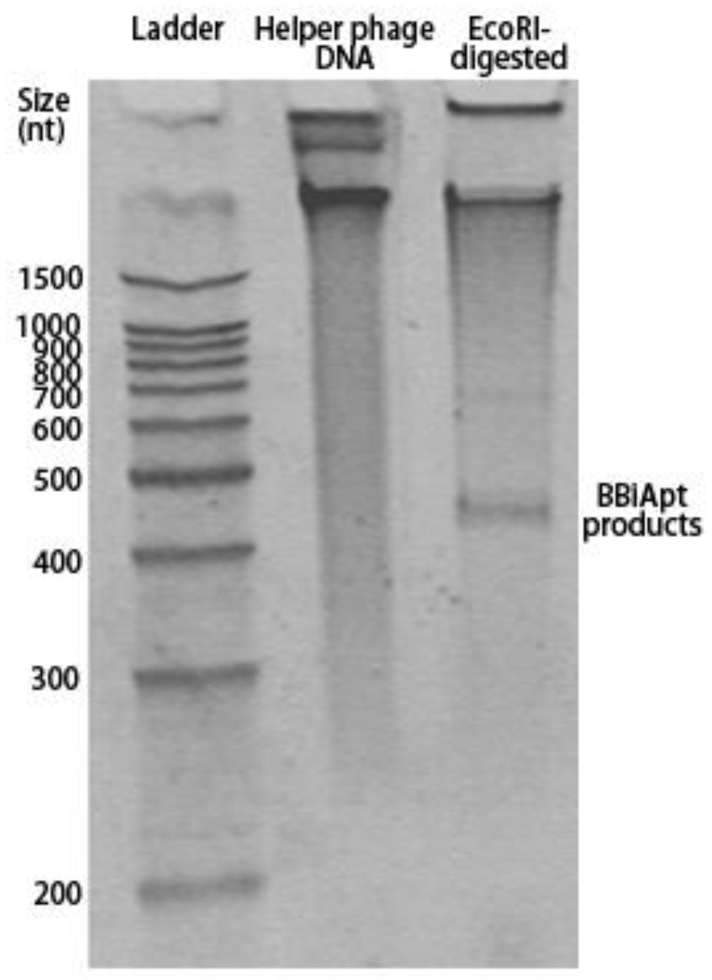 Molecules 24 00478 g002
