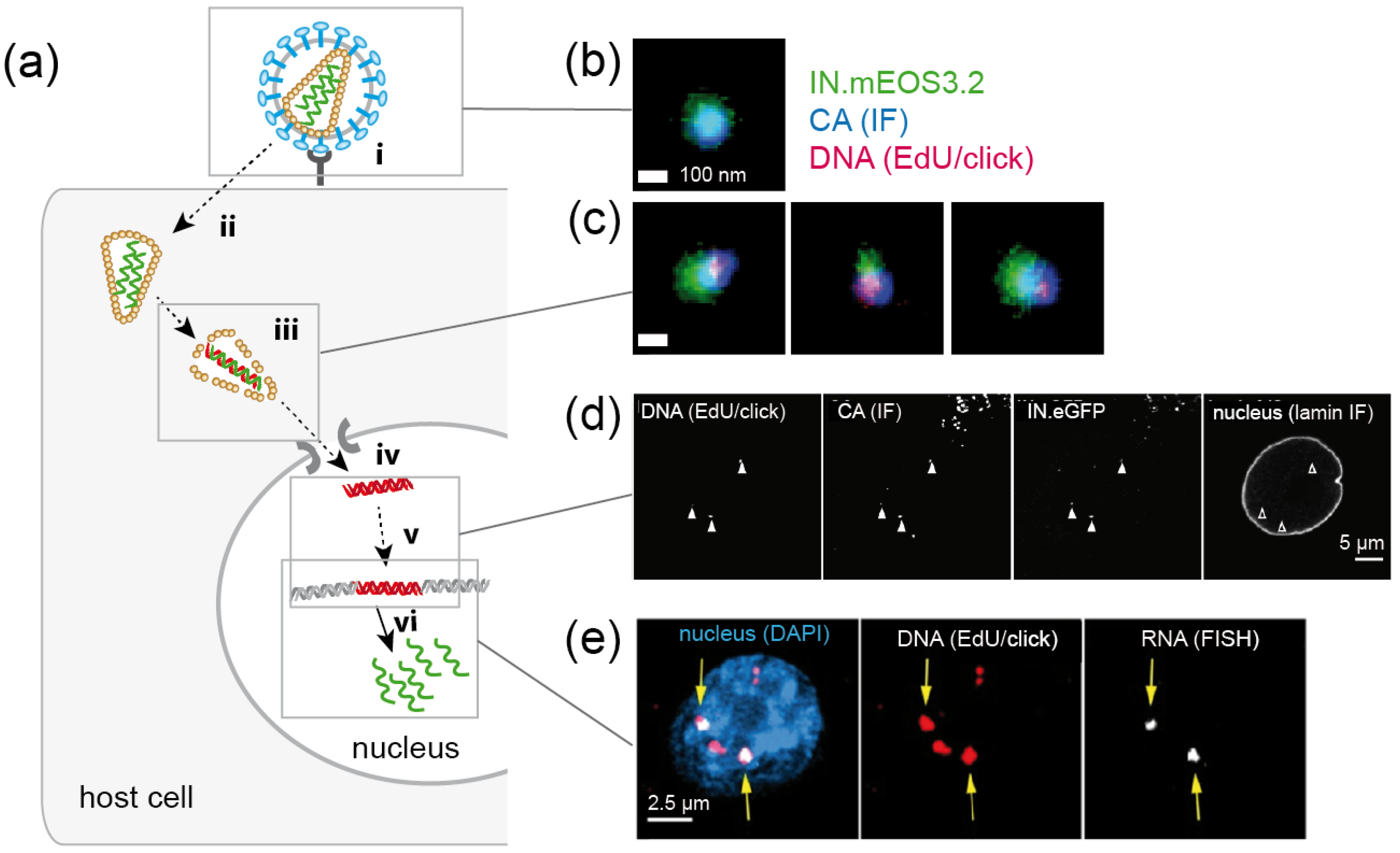 Molecules 24 00481 g007