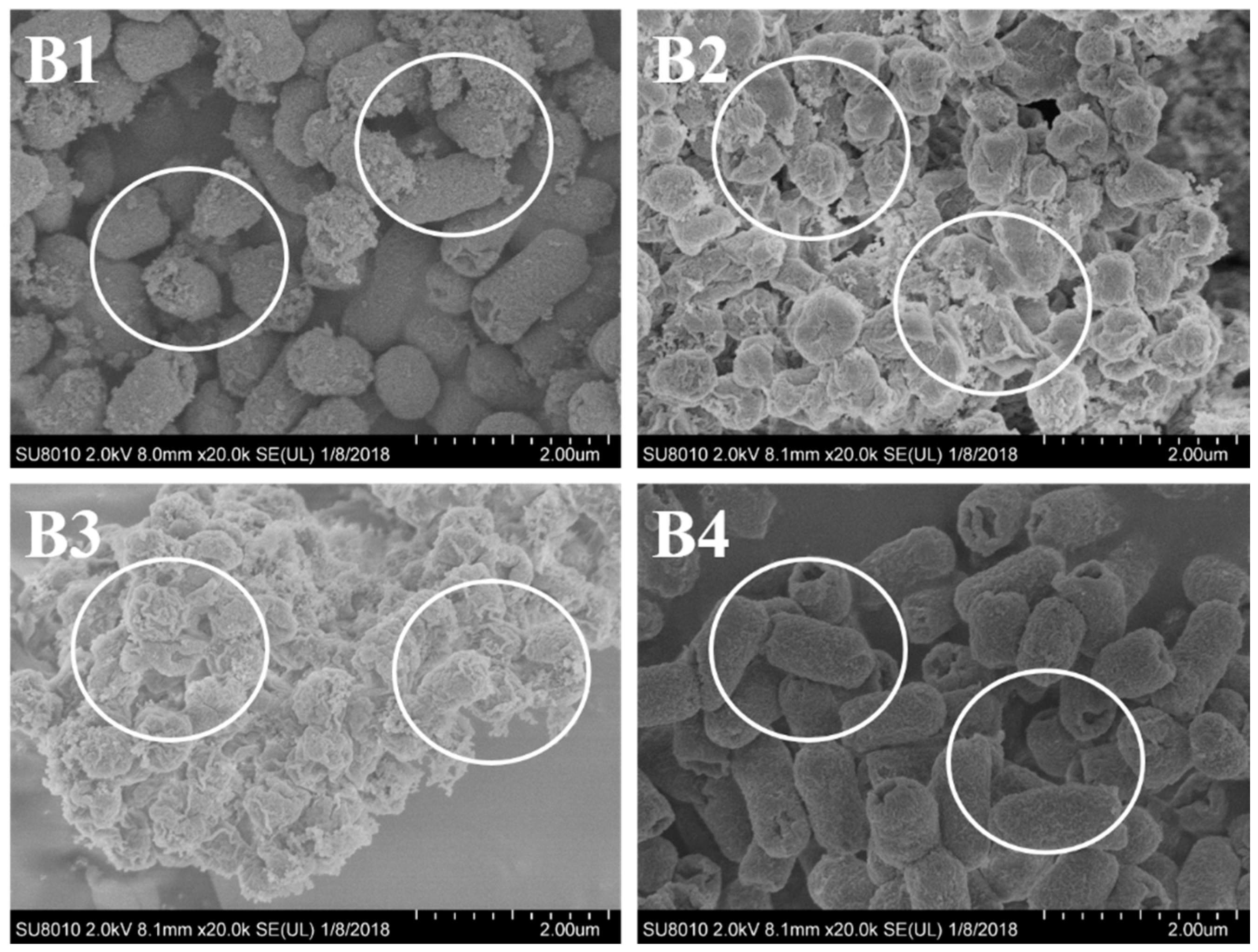 Molecules 24 00483 g005 Molecules 24 00483 g005