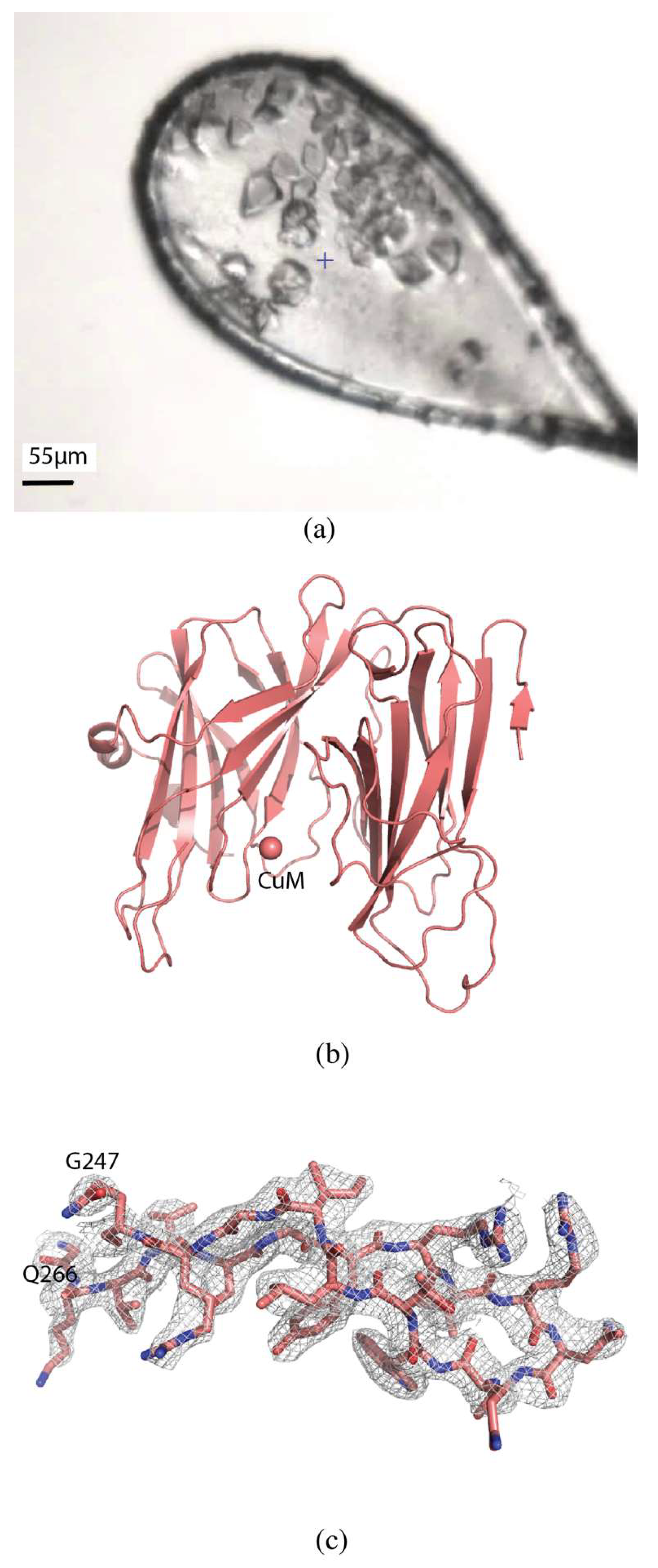 Molecules 24 00496 g004 Molecules 24 00496 g004