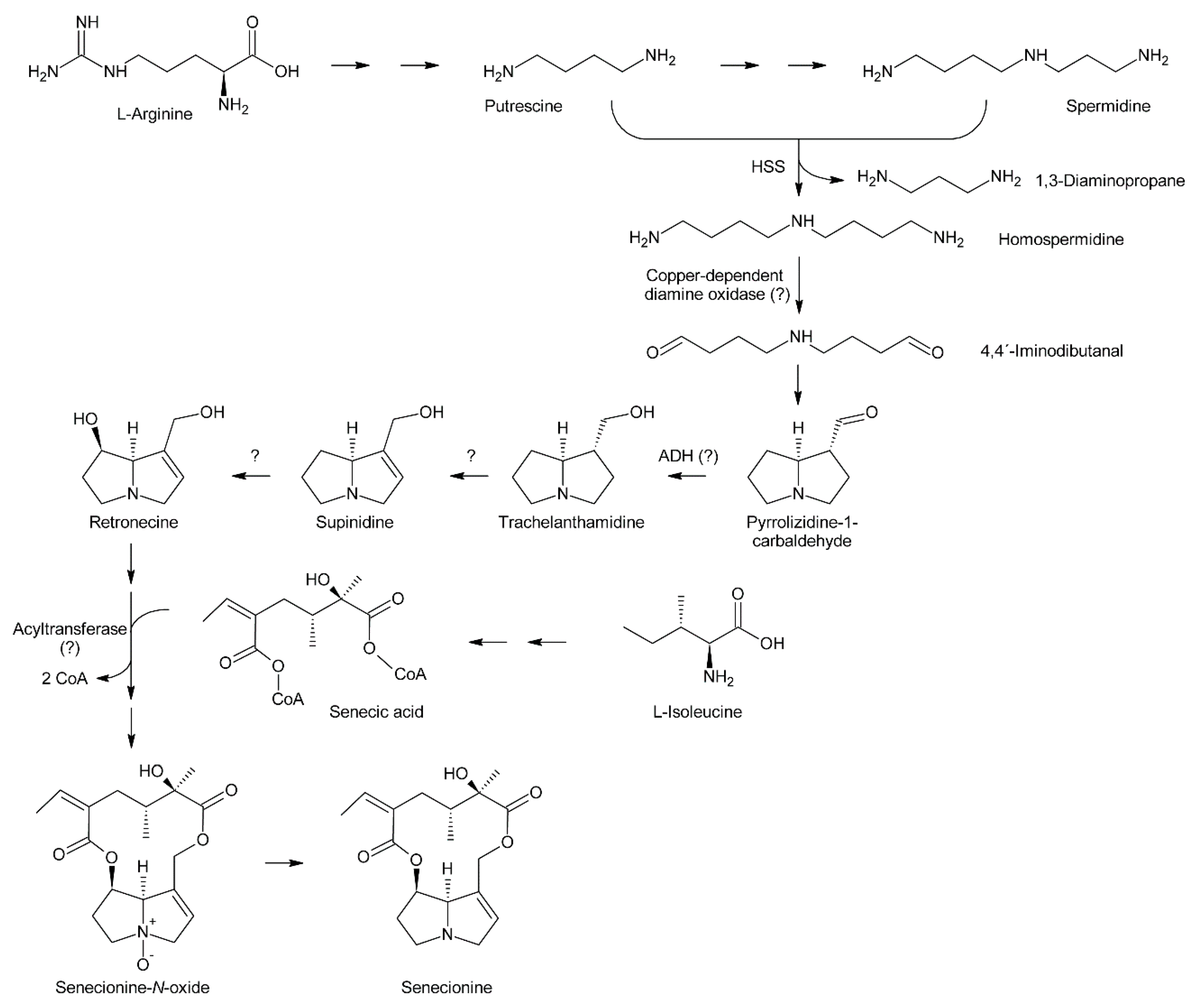 Alkaloids : biosynthesis, biological roles and health benefits