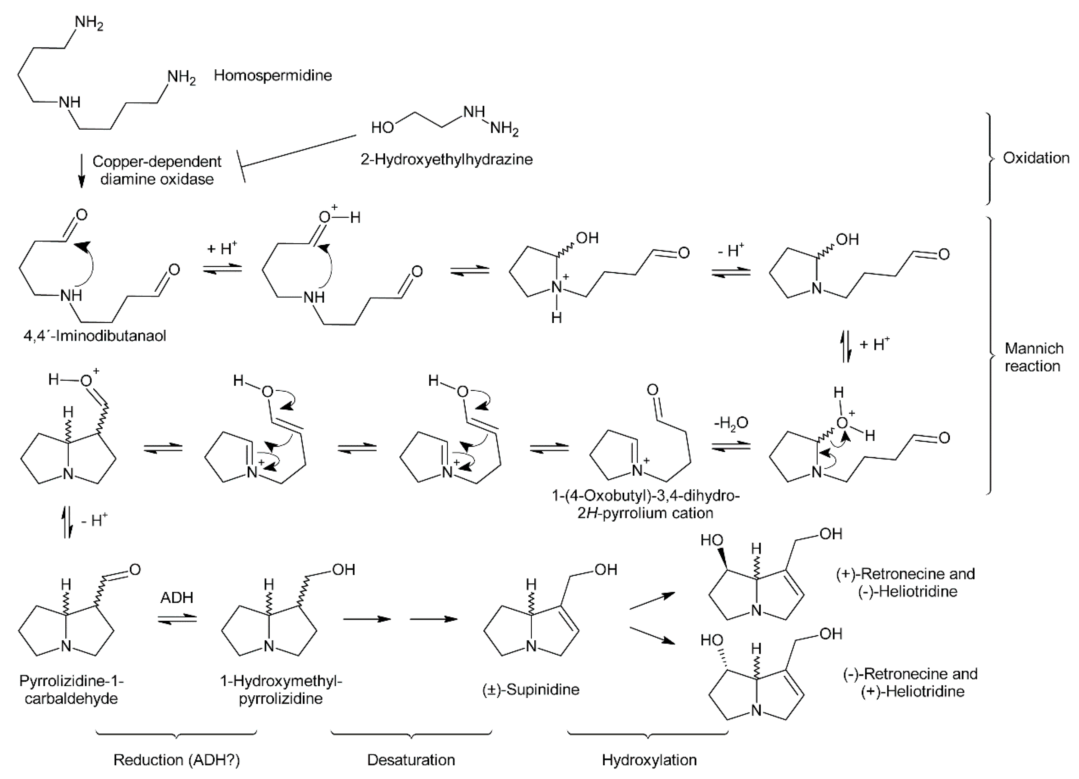Alkaloids : biosynthesis, biological roles and health benefits