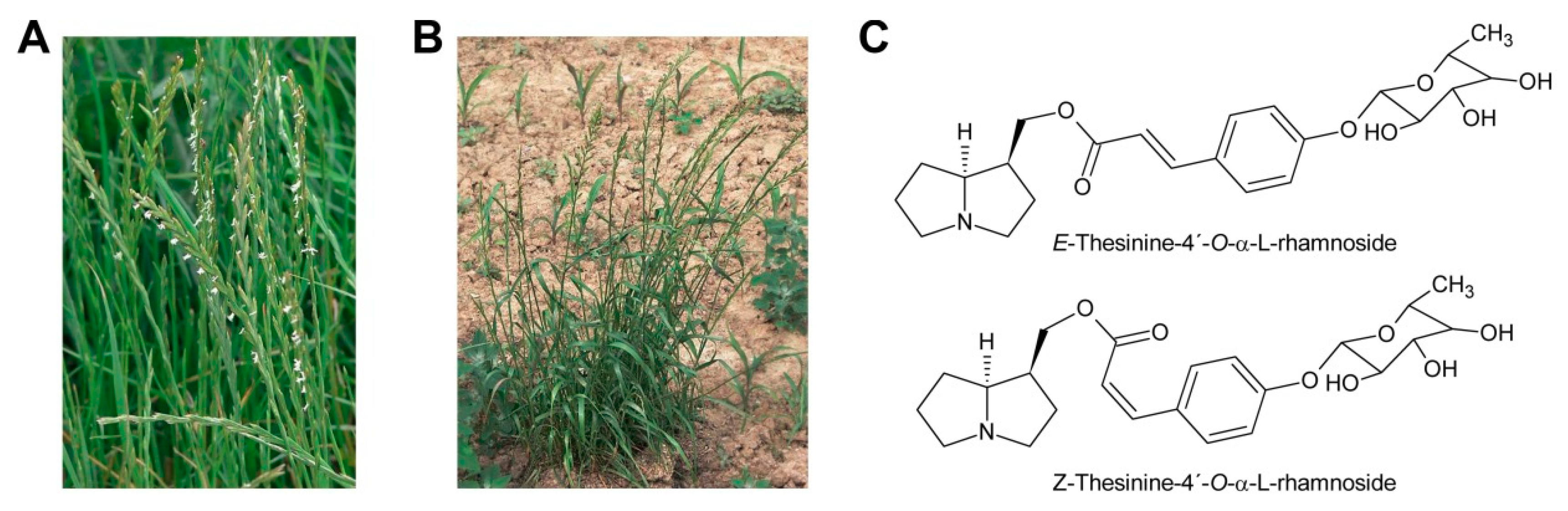 Molecules Free Full Text Pyrrolizidine Alkaloids Biosynthesis Biological Activities And Occurrence In Crop Plants Html