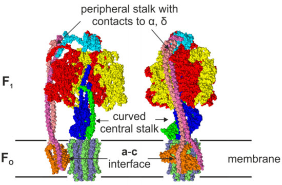 Regulation of ATP synthases | MRC Mitochondrial Biology Unit