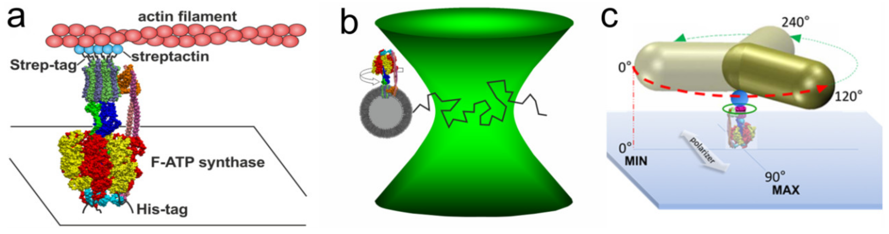 Alternating 11° and 25° sub-steps that power F O c-ring ATP synthase... |  Download Scientific Diagram