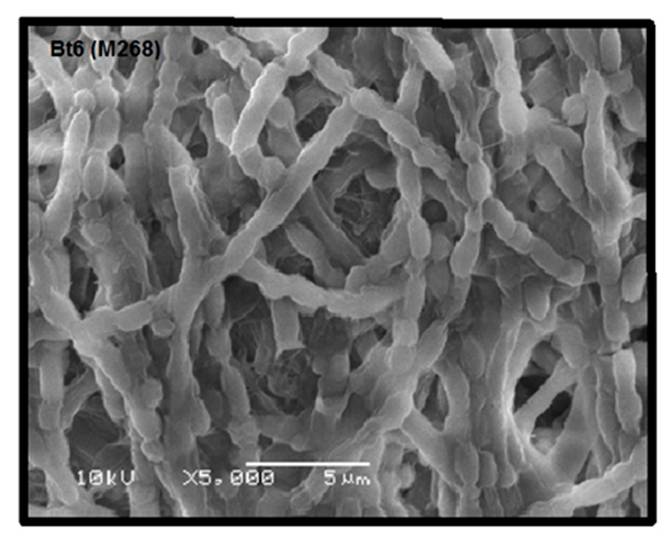 Molecules 24 00506 g002