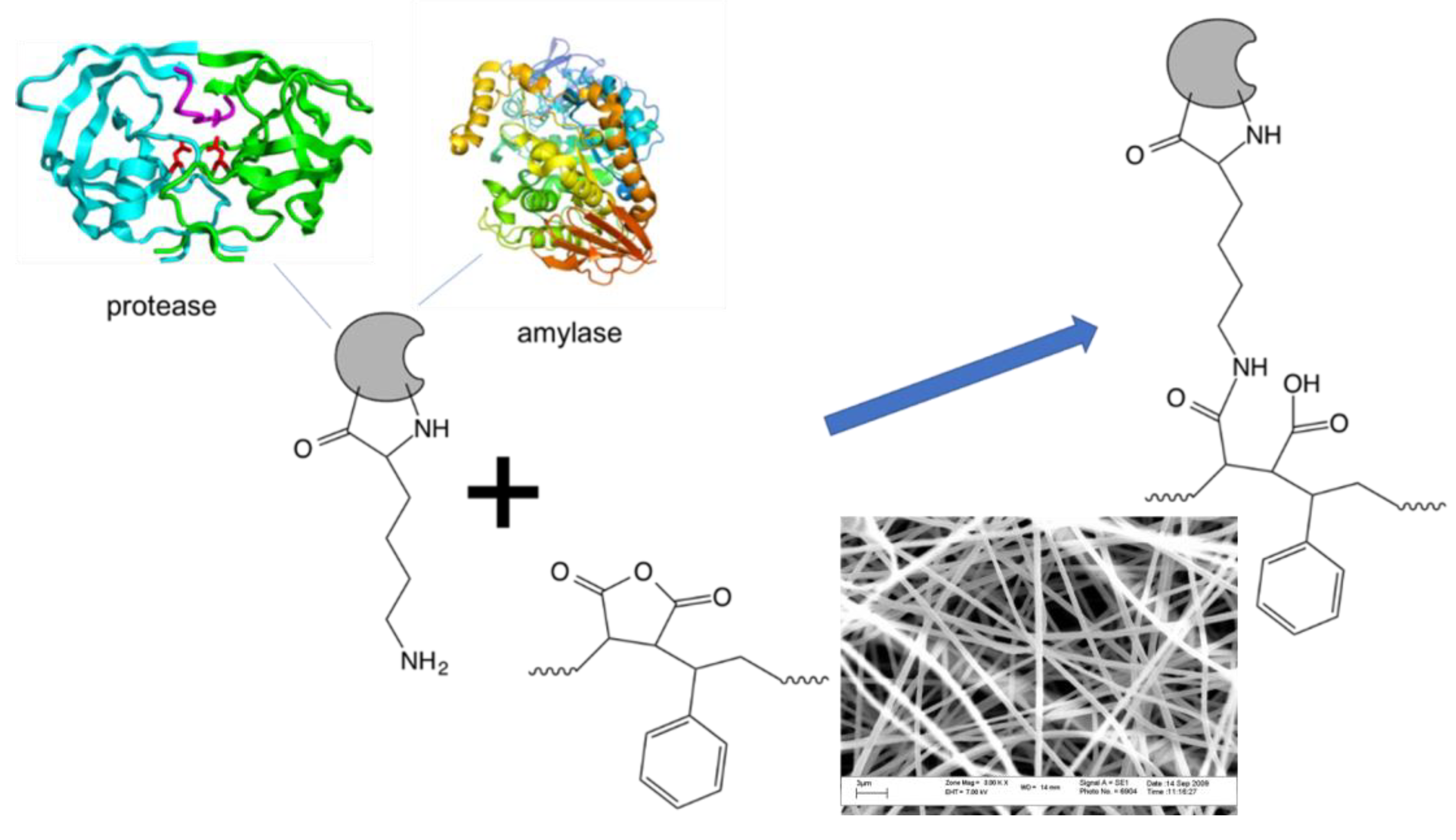 Molecules Free Full Text Degradation Of Proteins And Starch By Combined Immobilization Of Protease A Amylase And B Galactosidase On A Single Electrospun Nanofibrous Membrane Html