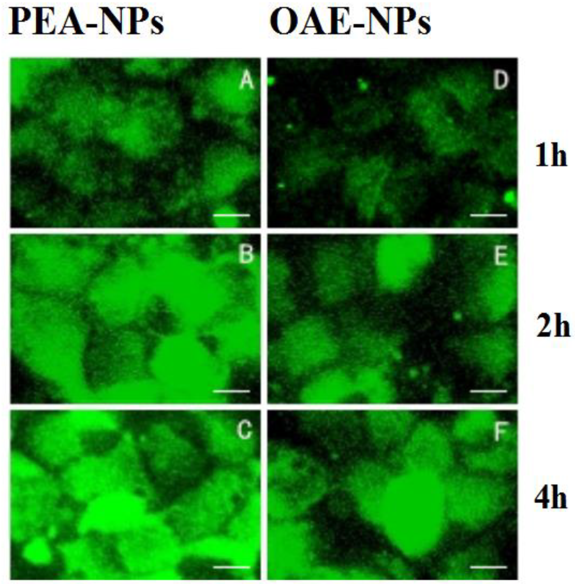 Molecules 24 00555 g006