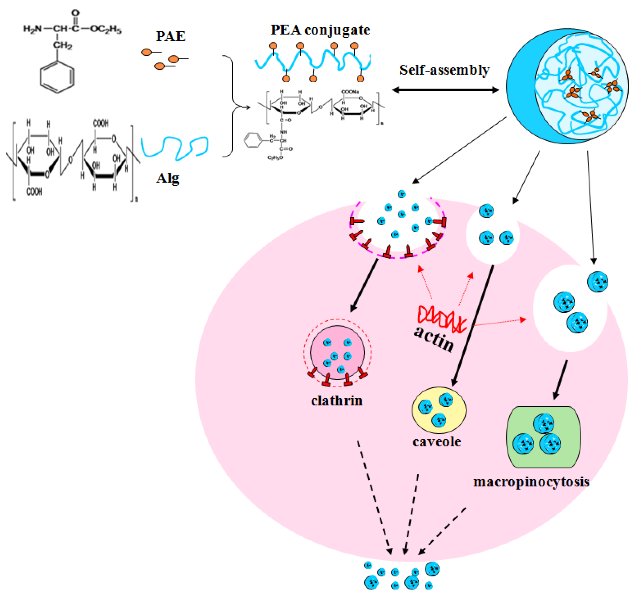 Molecules 24 00555 g007