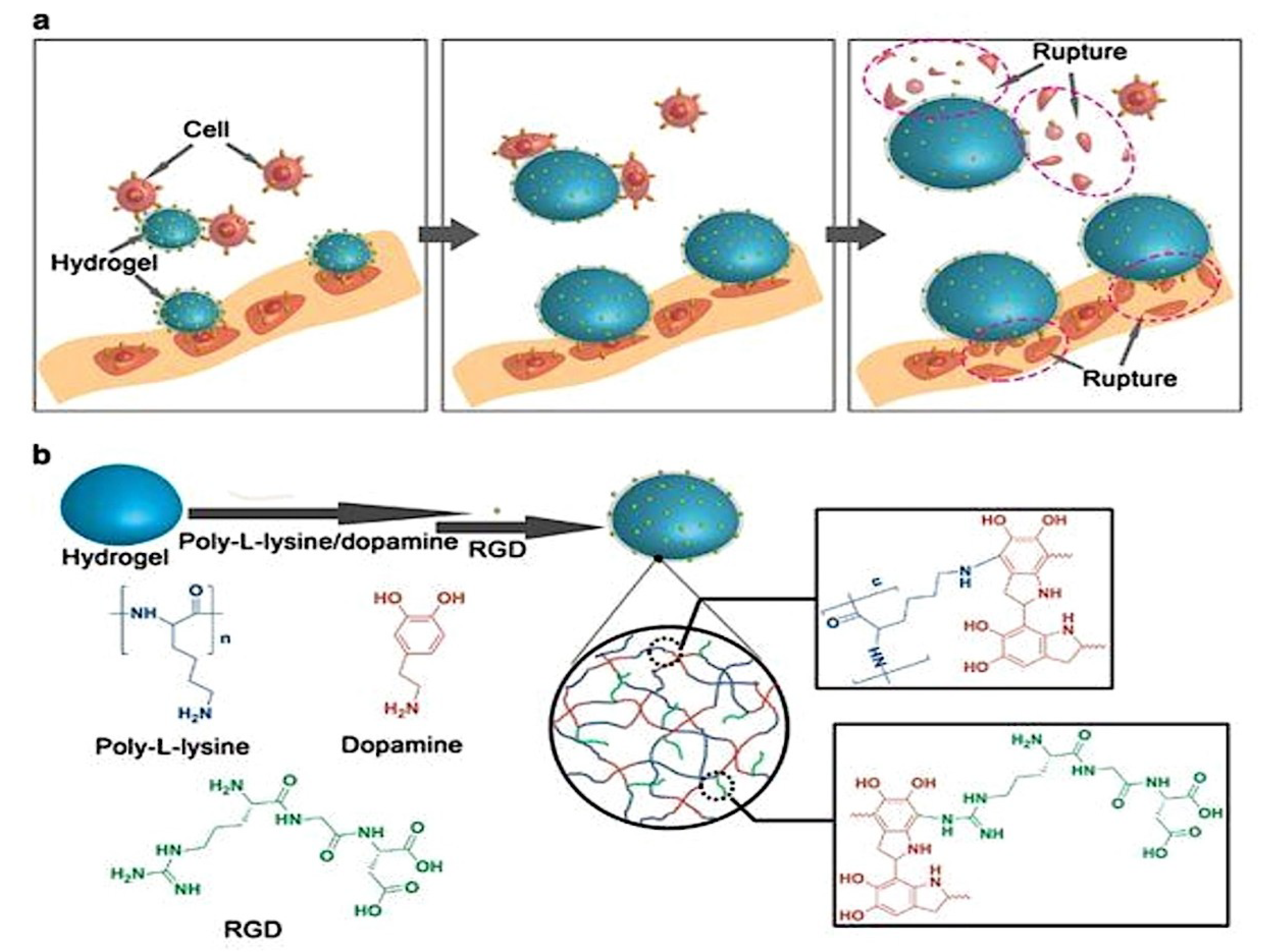 Molecules 24 00603 g005