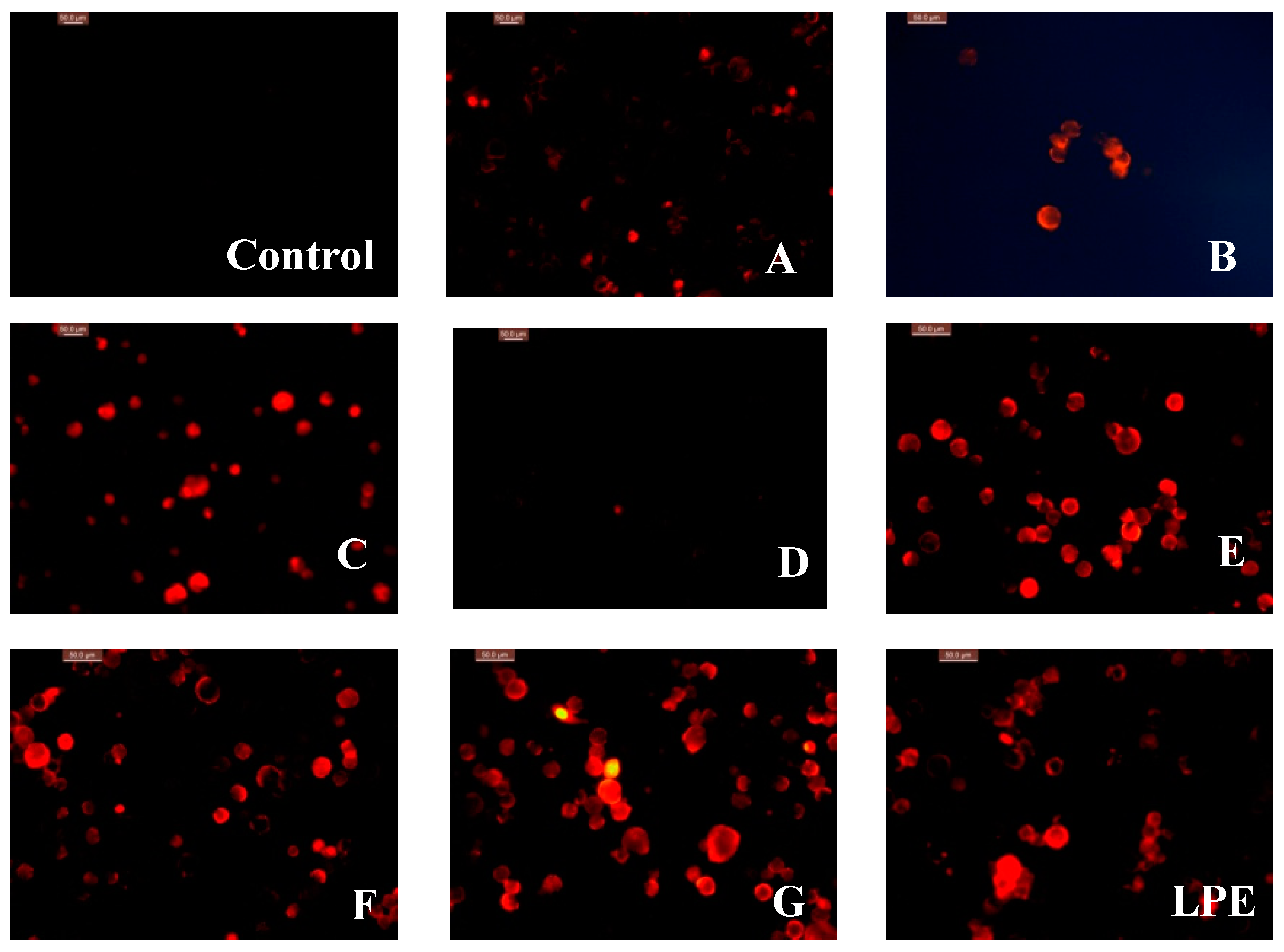 Molecules 24 00619 g004 Molecules 24 00619 g004