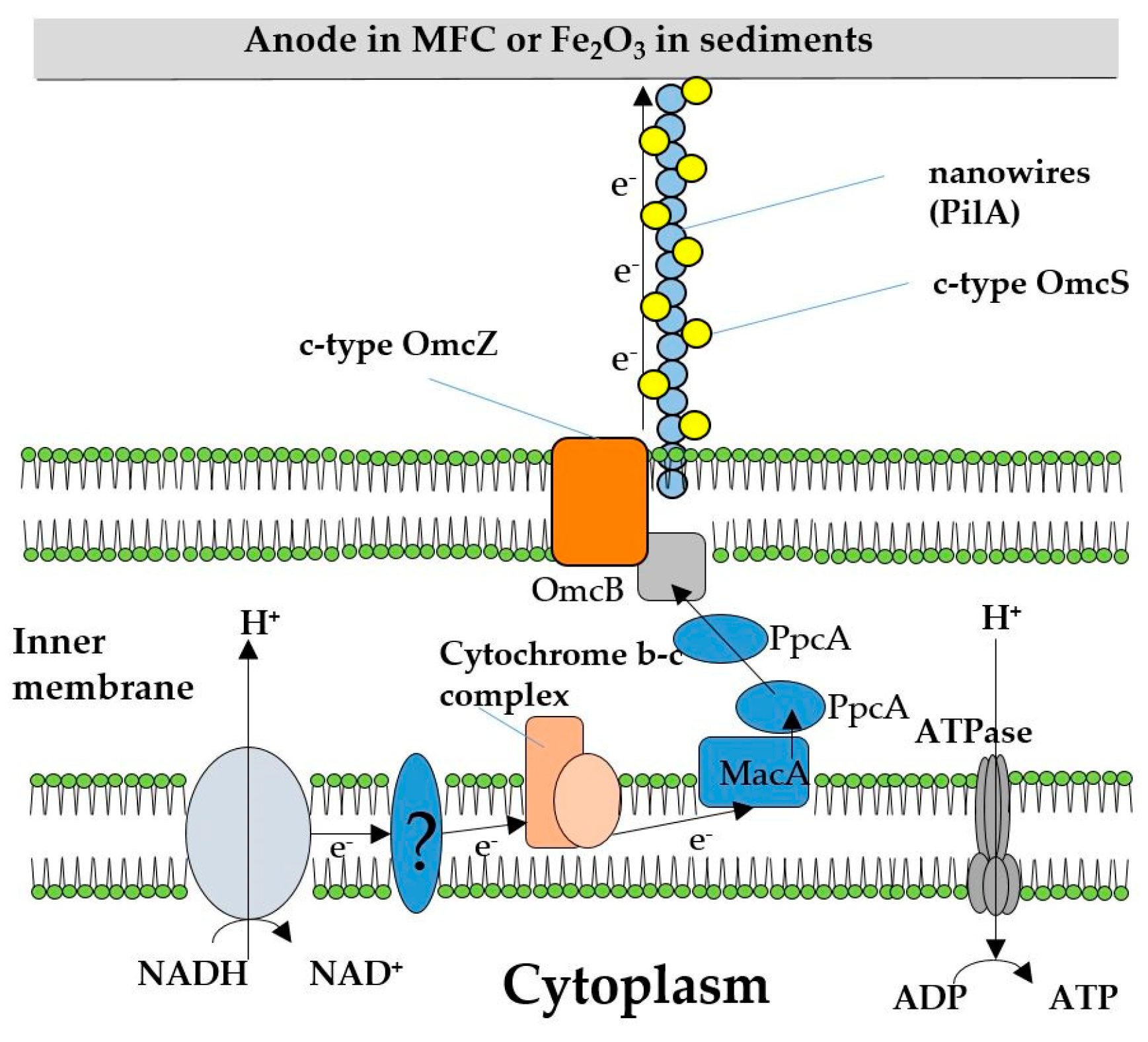 Molecules 24 00646 g001 Molecules 24 00646 g001