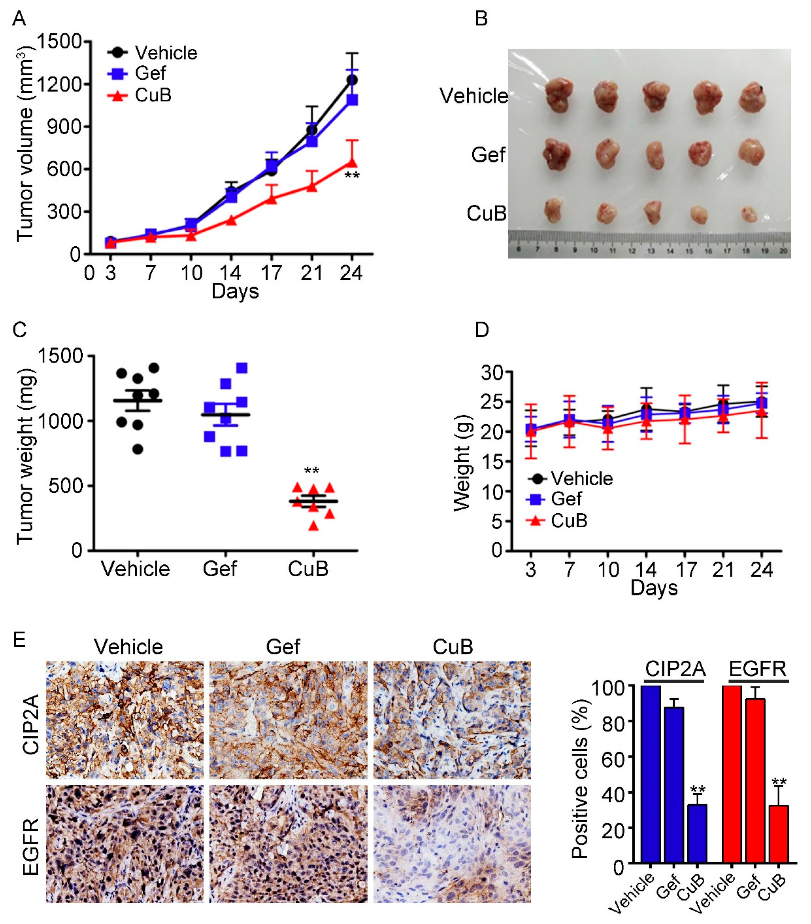 Molecules 24 00647 g007