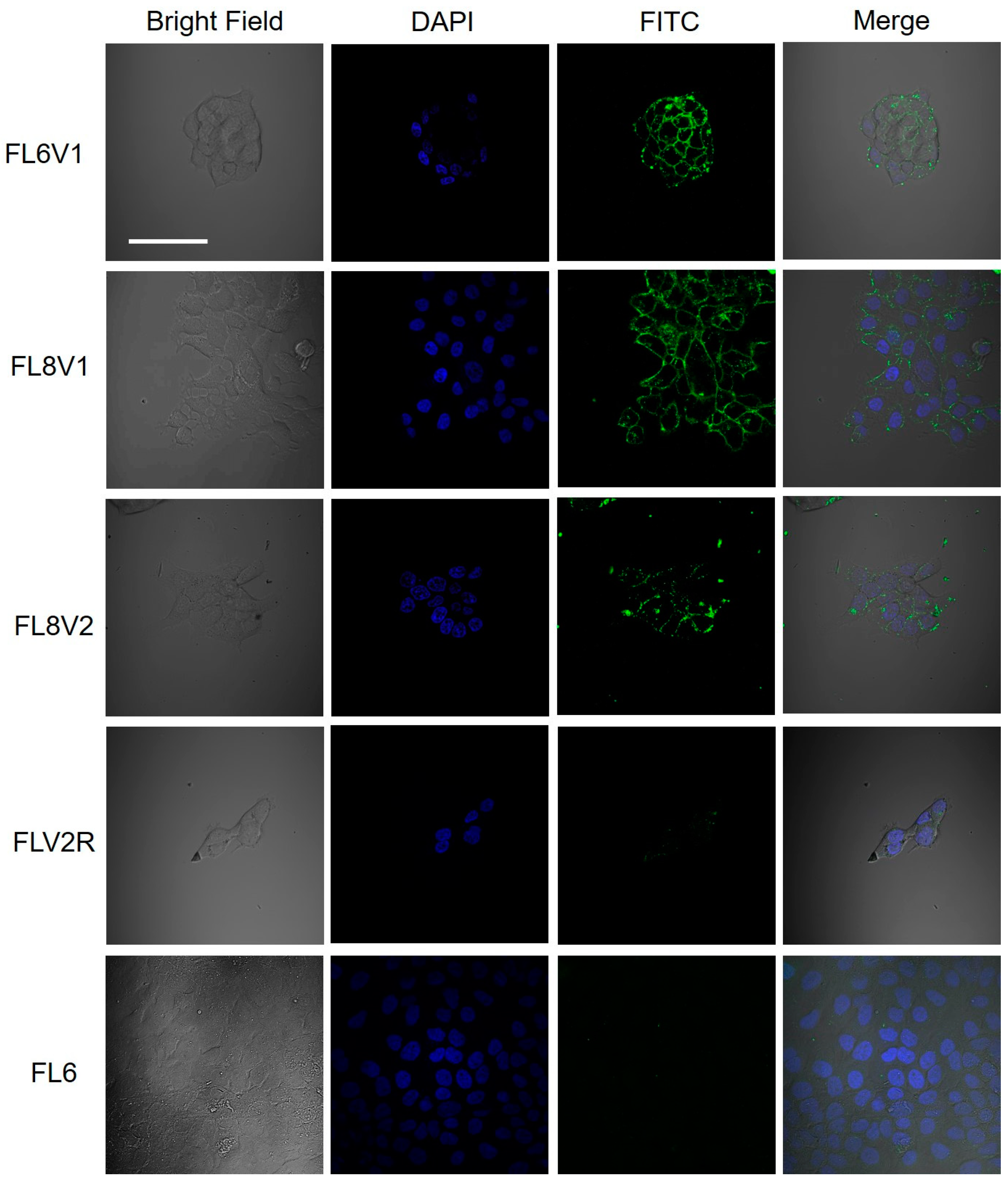 Molecules 24 00676 g001 Molecules 24 00676 g001