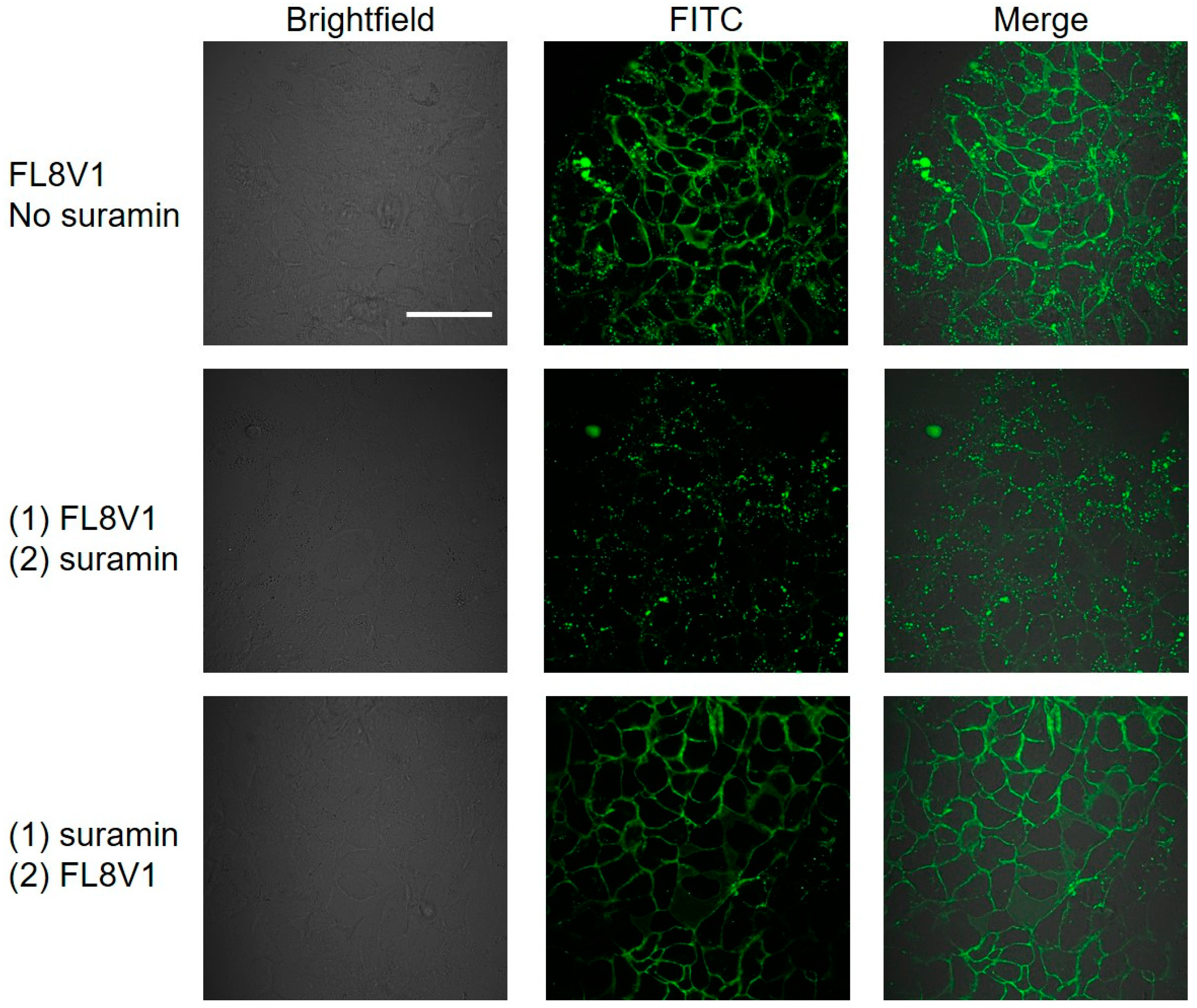 Molecules 24 00676 g004 Molecules 24 00676 g004