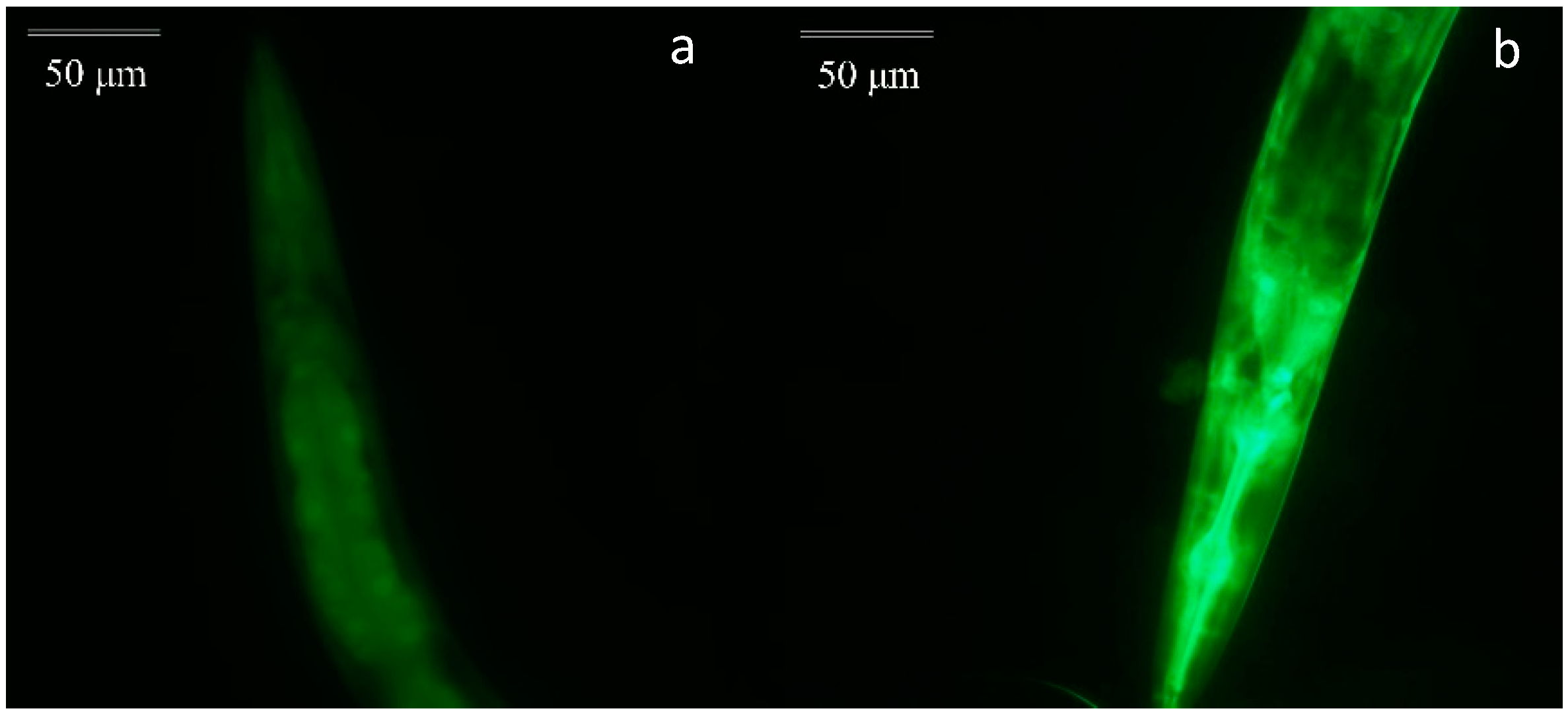 Molecules 24 00704 g007 Molecules 24 00704 g007