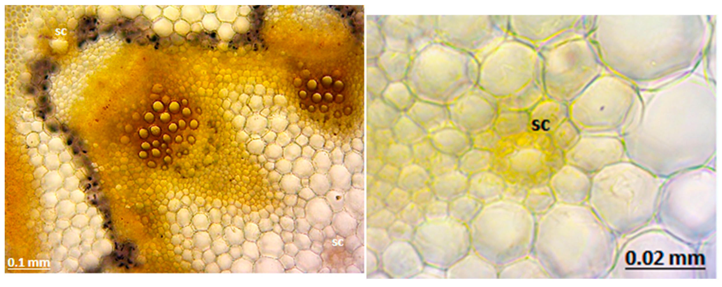 Molecules 24 00722 g005 Molecules 24 00722 g005